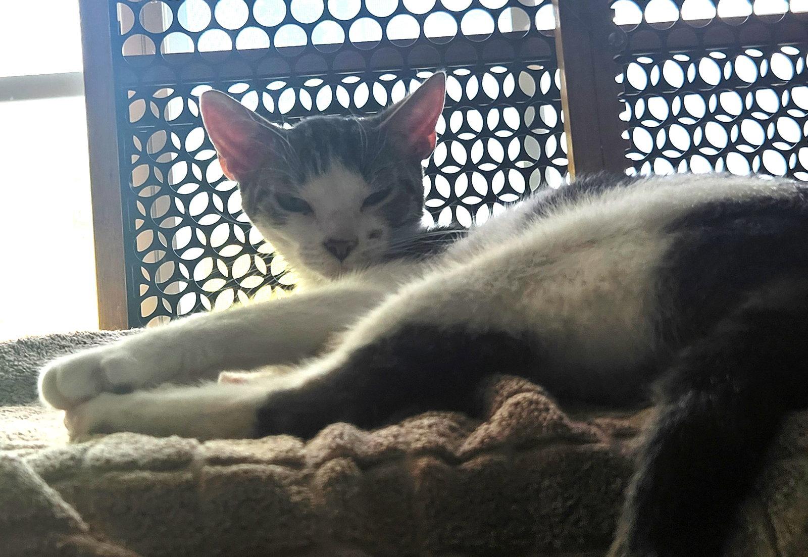 Enlarge Topaz, a Adoptable Domestic Short Hair in Crossville, TN image 2/3