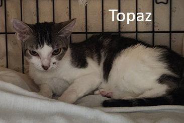Enlarge Topaz, a Adoptable Domestic Short Hair in Crossville, TN image 3/3