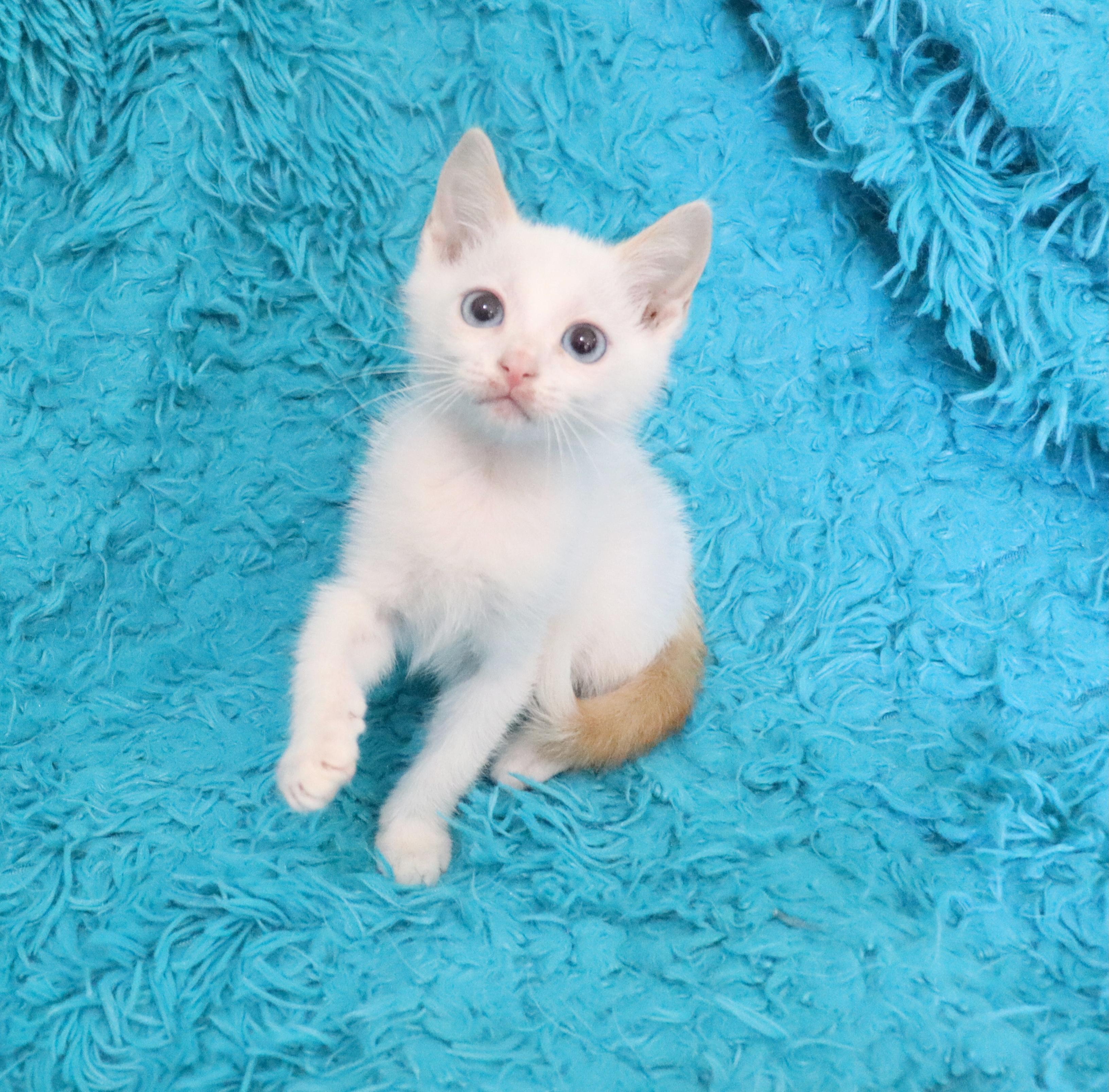 Harry, an adopted mixed breed in Saint Augustine, FL image 1/5