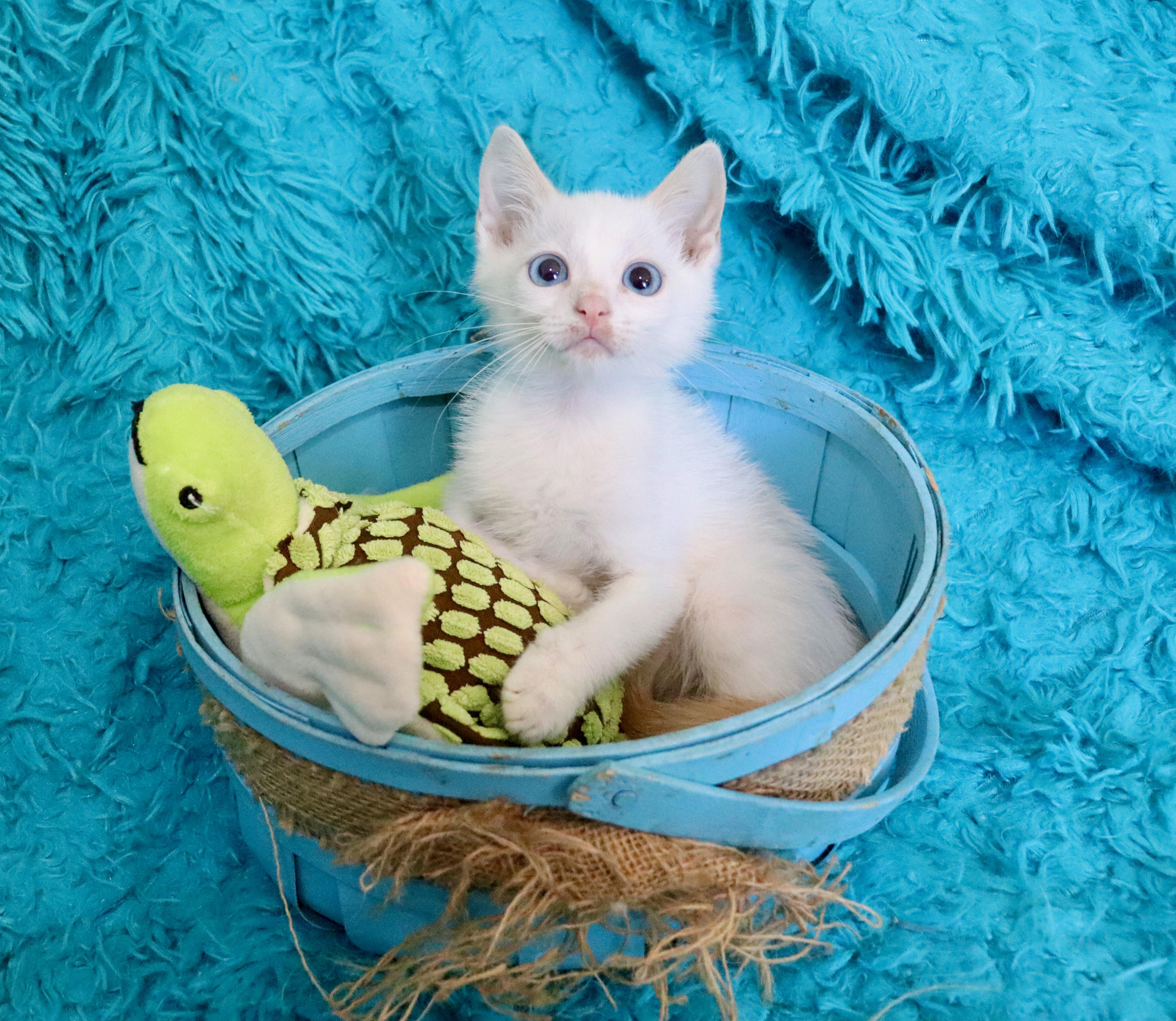 Harry, an adopted mixed breed in Saint Augustine, FL image 3/5