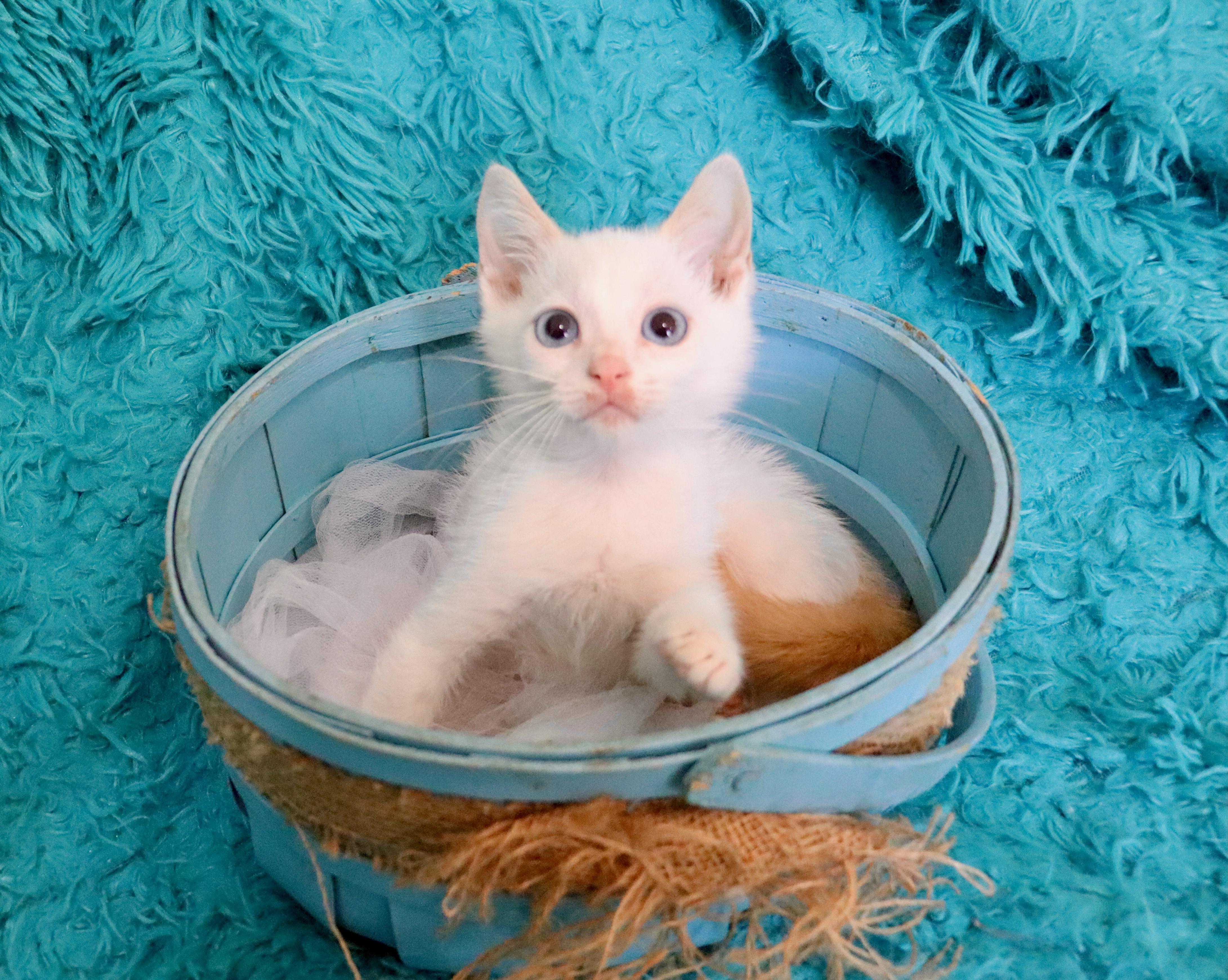 Harry, an adopted mixed breed in Saint Augustine, FL image 5/5