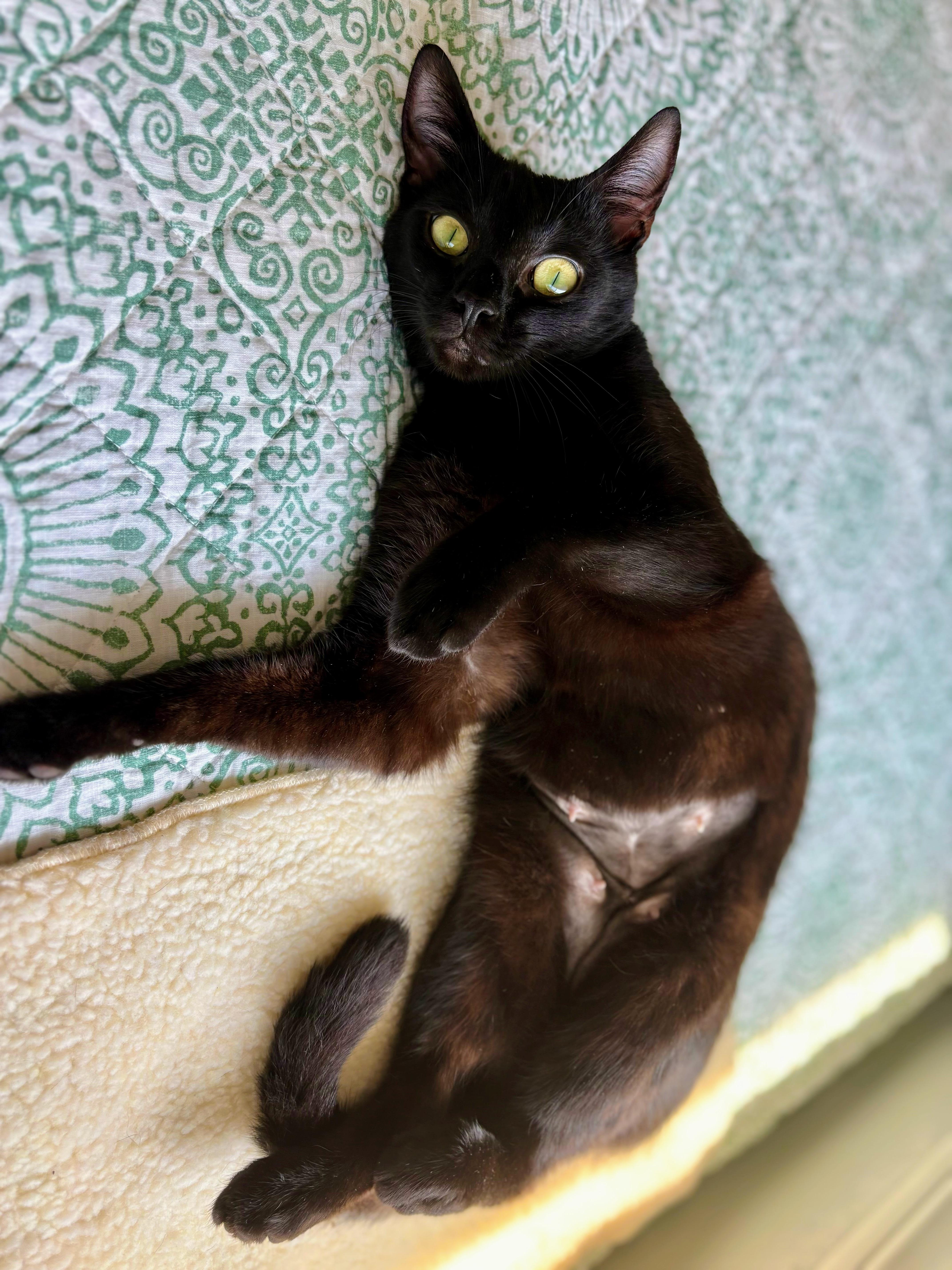 Scarlett, Adoptable, Young Female Domestic Short Hair & Bombay.