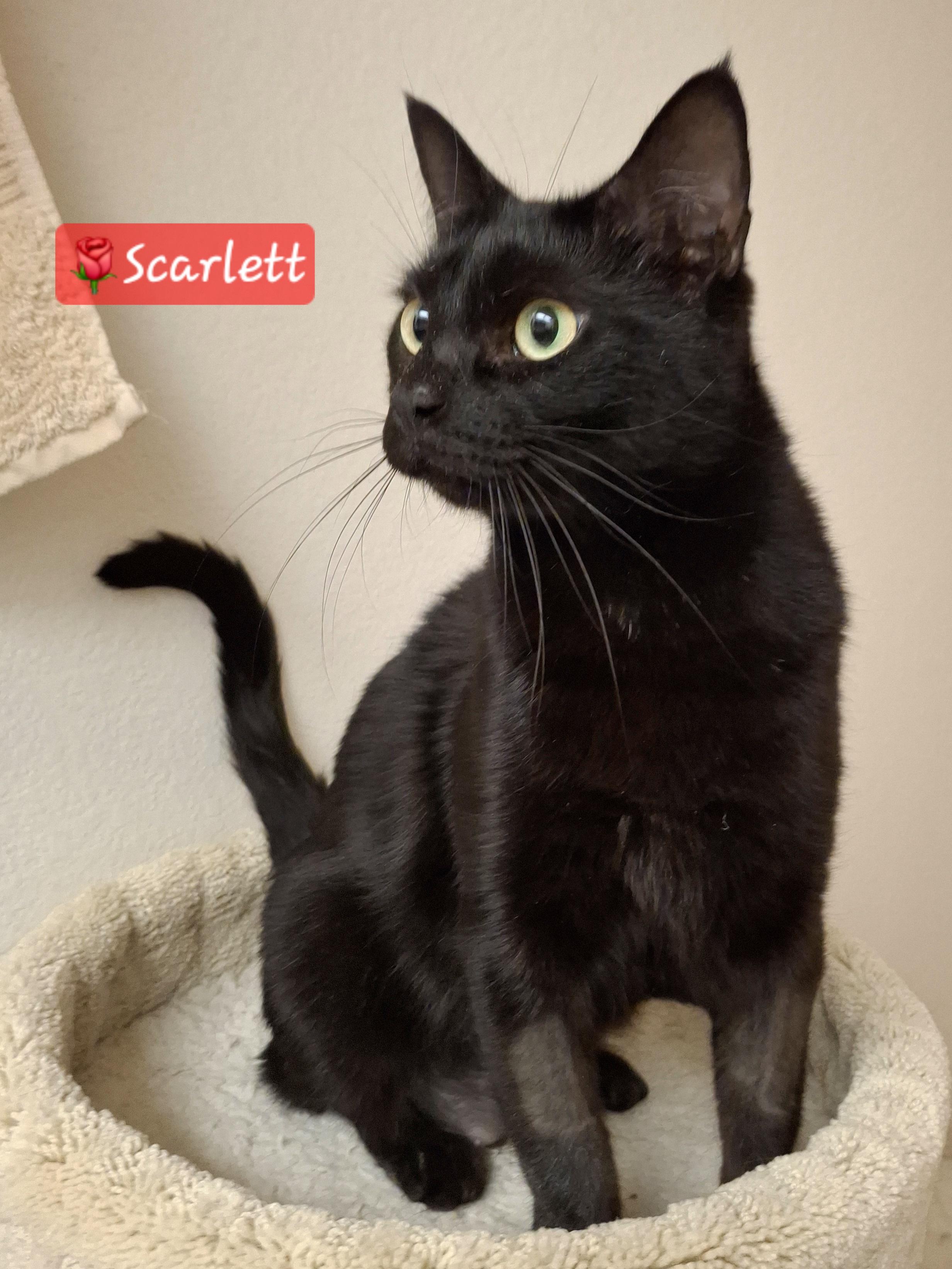 Scarlett, a Adoptable mixed breed in Riverside, CA image 2/6