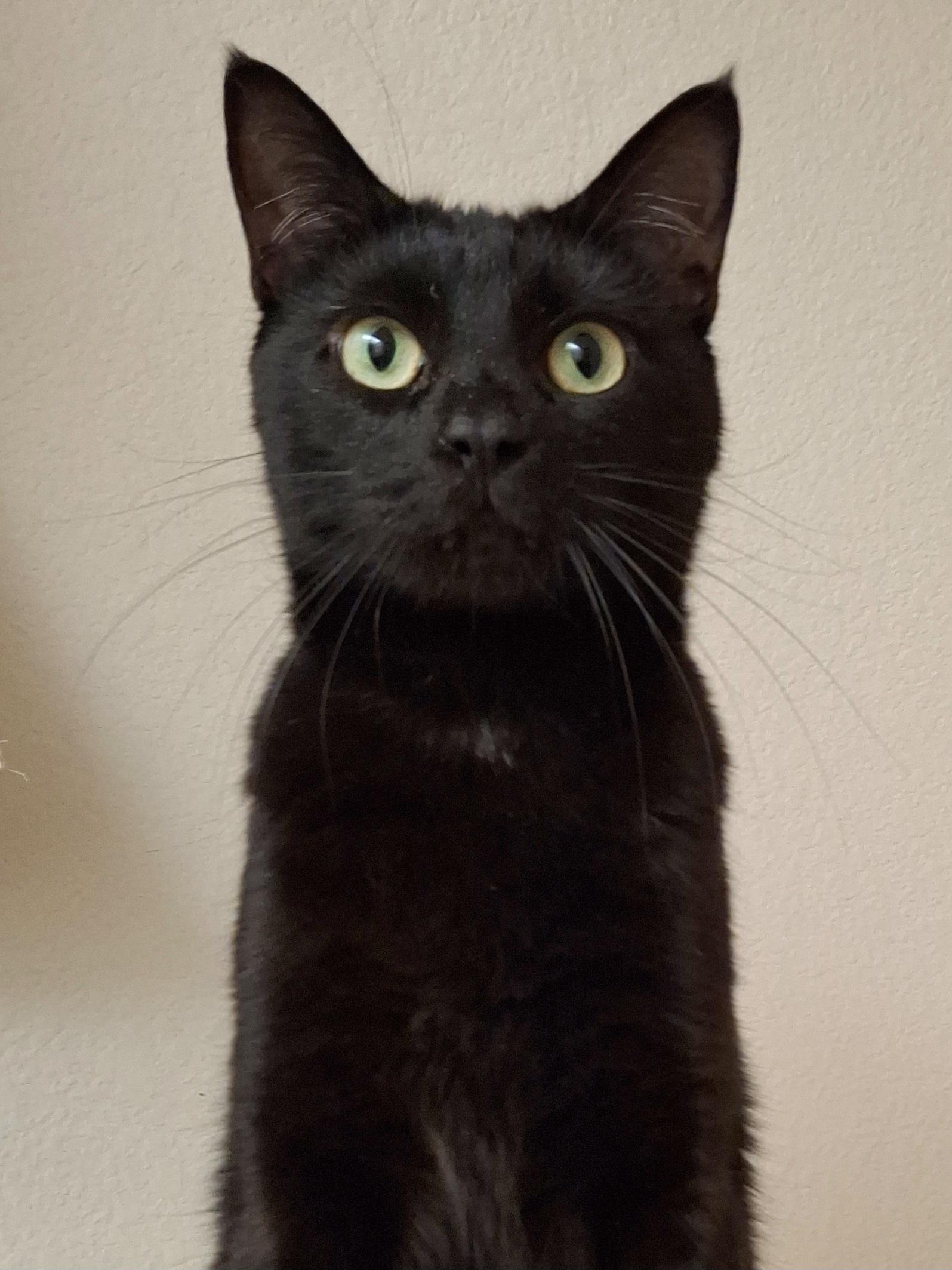 Scarlett, a Adoptable mixed breed in Riverside, CA image 5/6