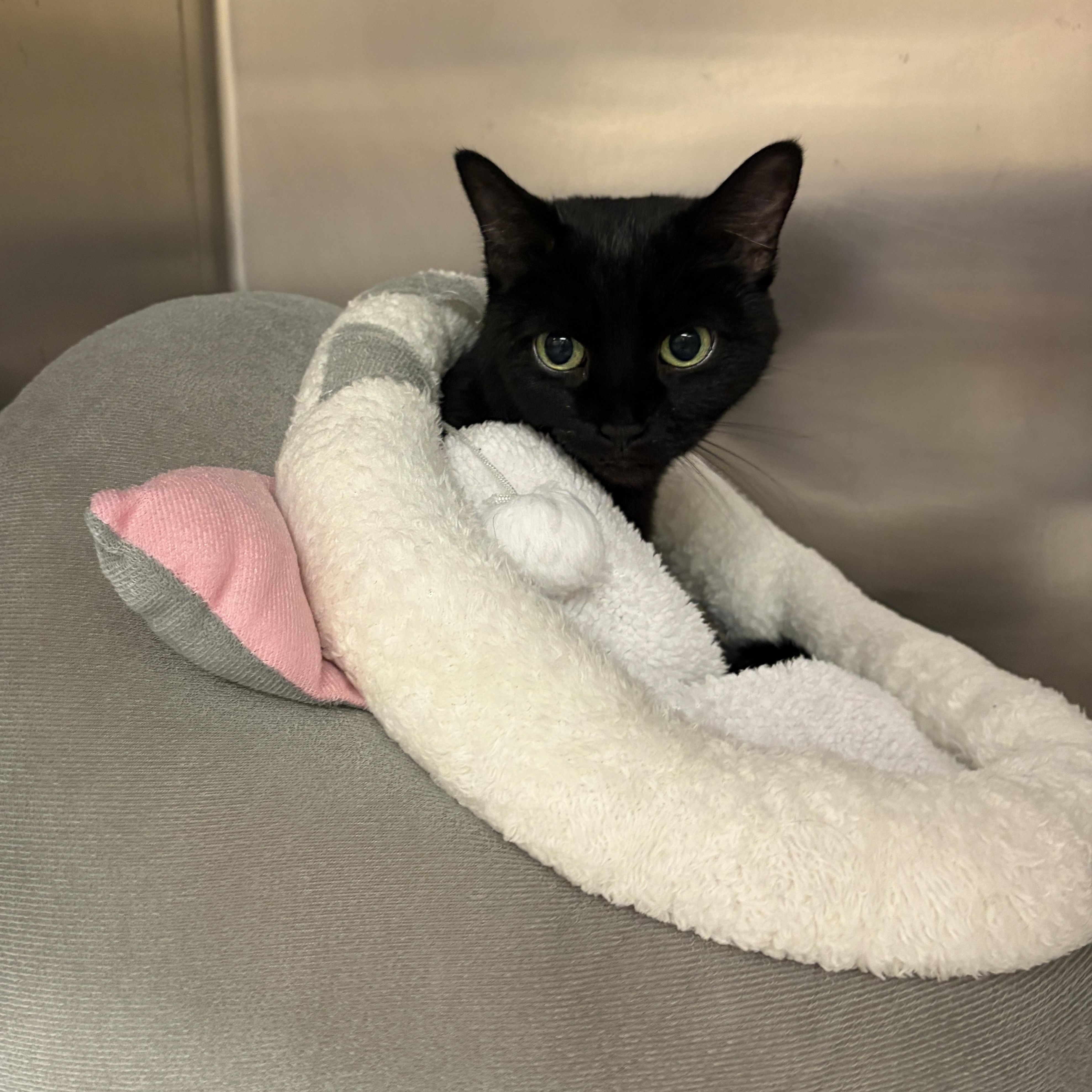 Enlarge Coraline, an adopted Domestic Short Hair in Mississauga, ON image 3/4