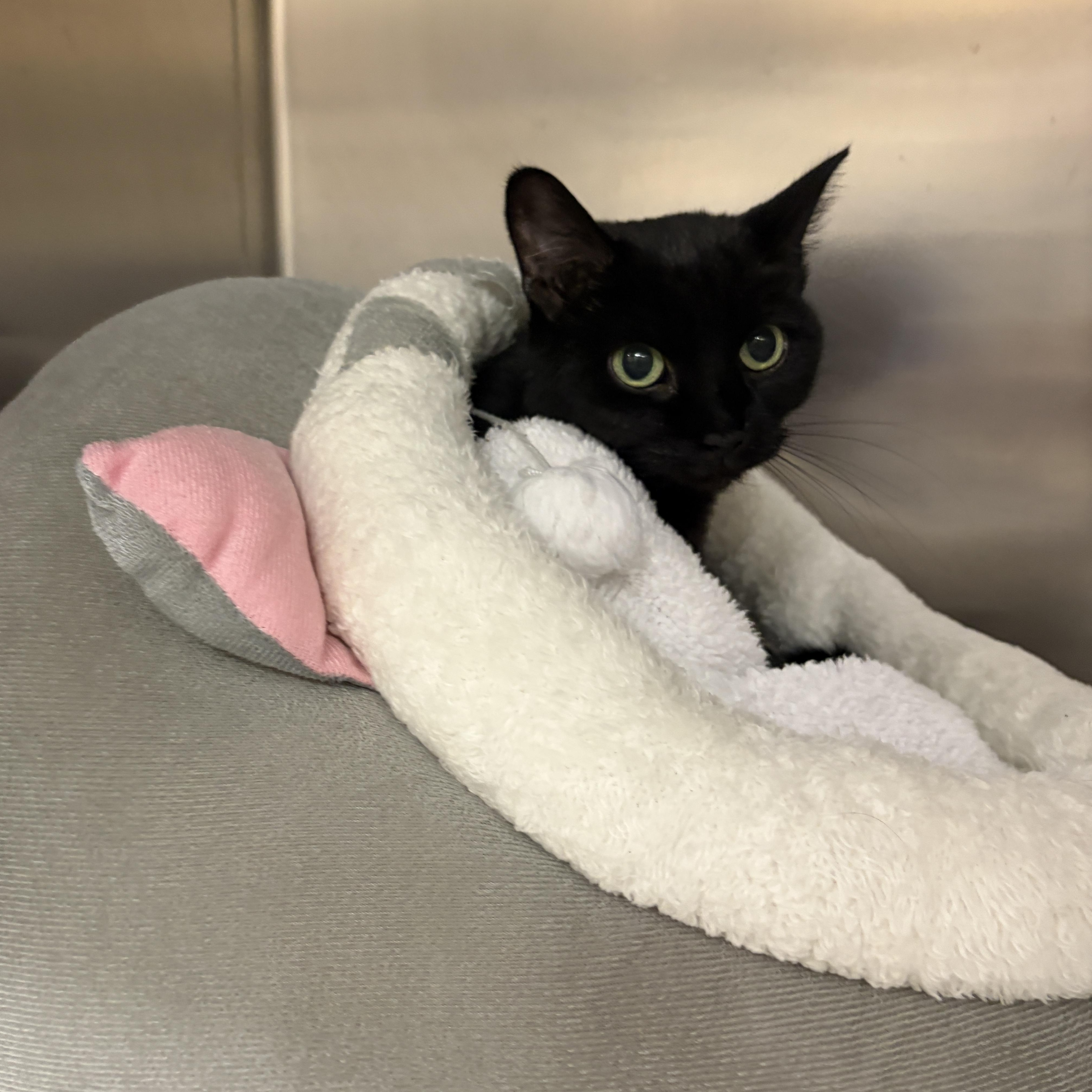 Enlarge Coraline, an adopted Domestic Short Hair in Mississauga, ON image 2/4