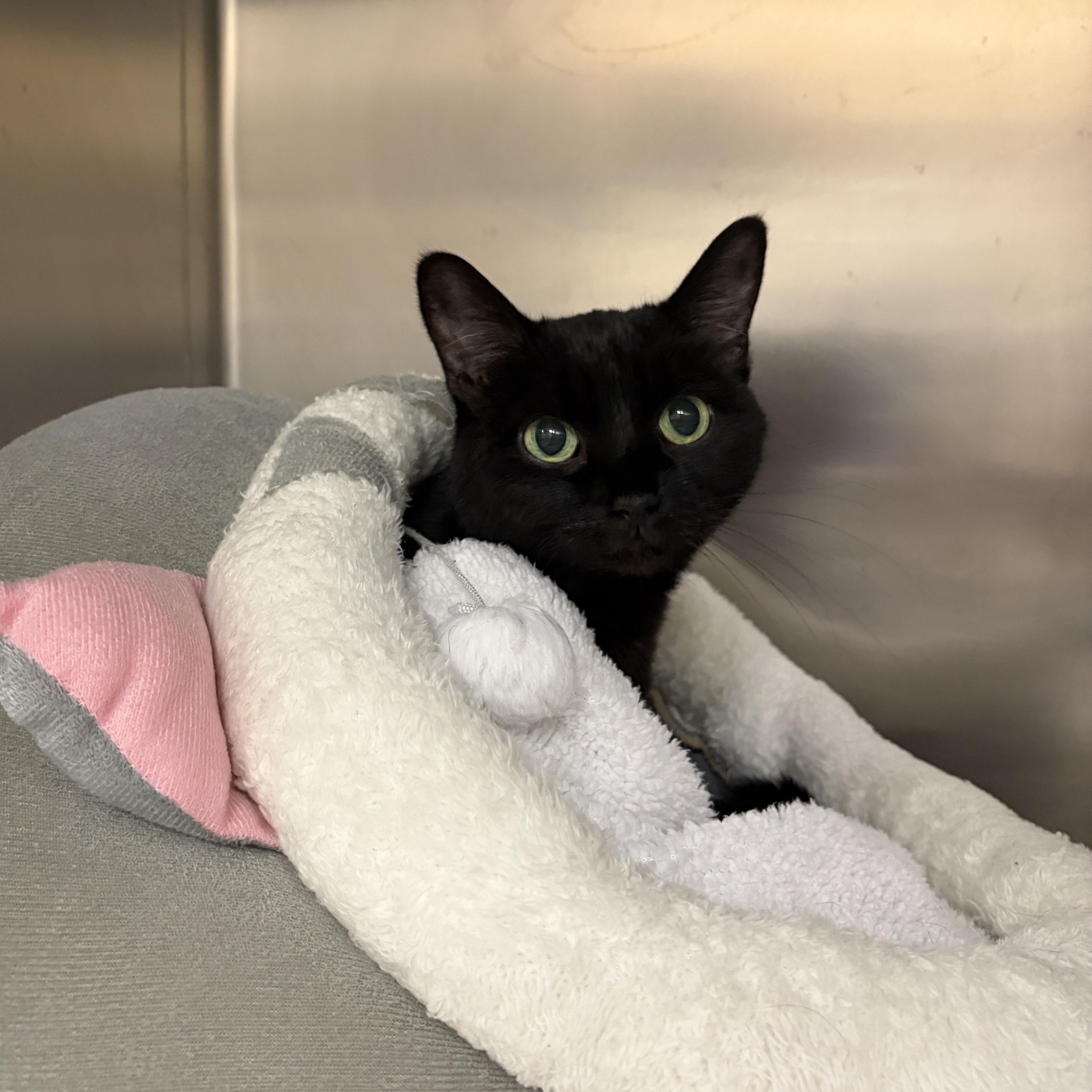 Enlarge Coraline, an adopted Domestic Short Hair in Mississauga, ON image 1/4