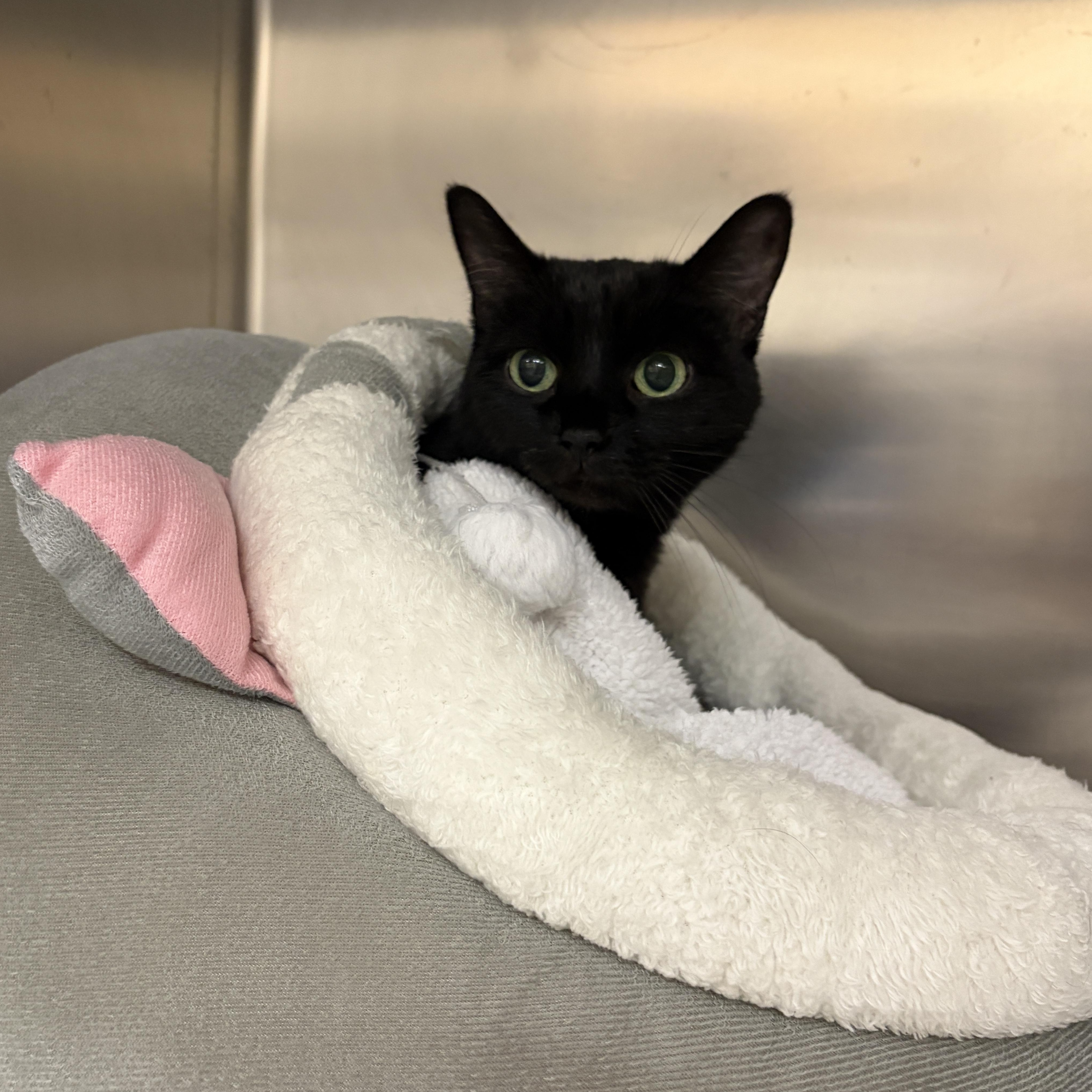 Enlarge Coraline, an adopted Domestic Short Hair in Mississauga, ON image 4/4