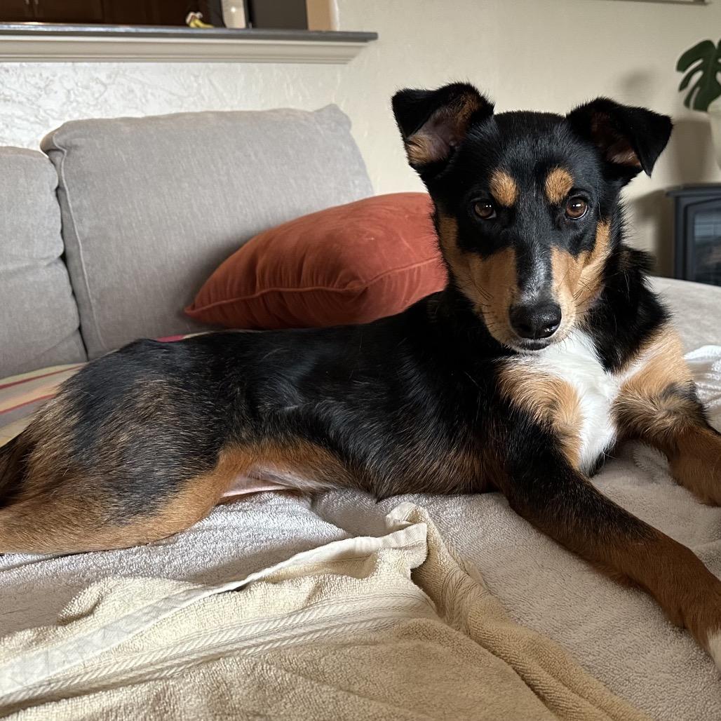 Mimi, Adoptable, Young Female Australian Cattle Dog / Blue Heeler & German Shepherd Dog.