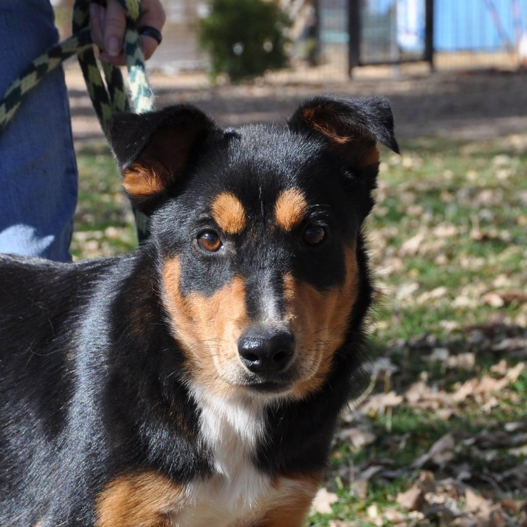 Mimi, Adoptable, Young Female Australian Cattle Dog / Blue Heeler & German Shepherd Dog.
