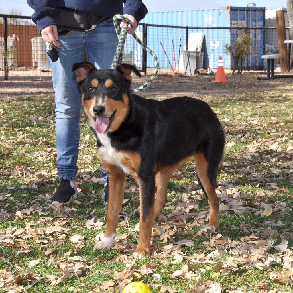Mimi, a Adoptable mixed breed in Prescott, AZ image 3/5