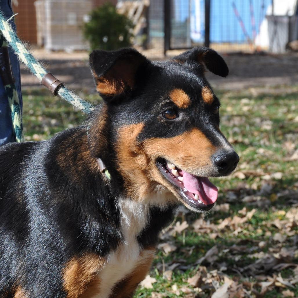 Mimi, a Adoptable mixed breed in Prescott, AZ image 4/5