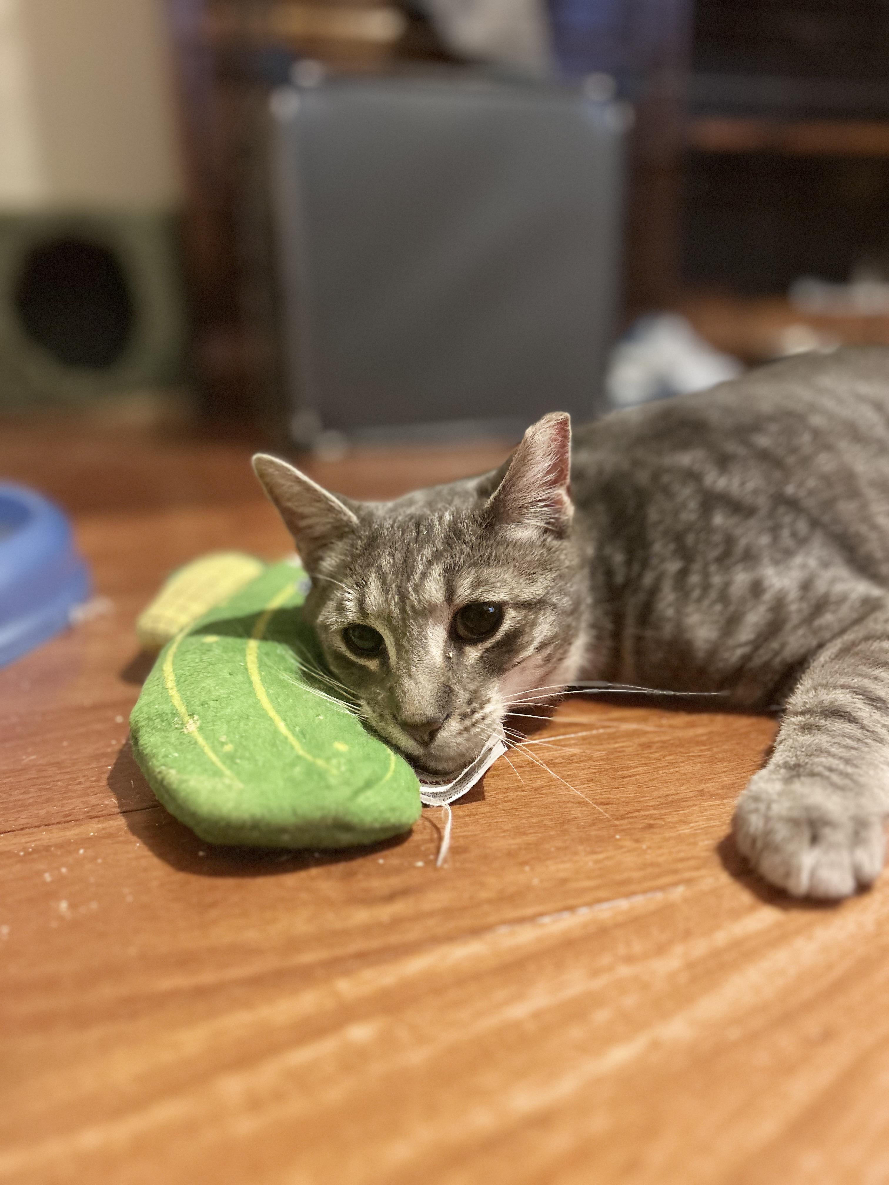 Enlarge Luigi (playful / loving / fun), a ADOPTABLE mixed breed in San Jose, CA image 6/6