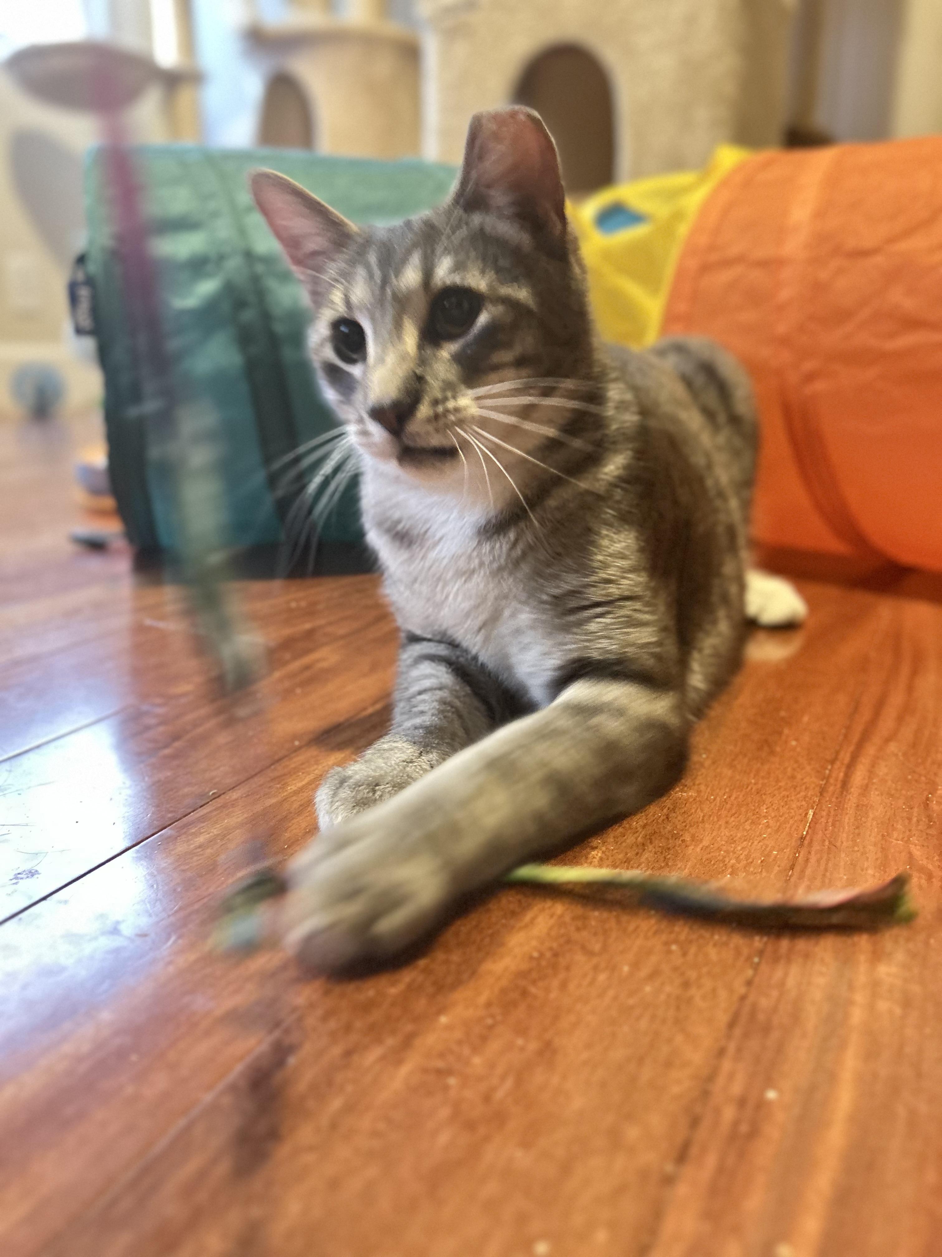 Enlarge Luigi (playful / loving / fun), a ADOPTABLE mixed breed in San Jose, CA image 5/6