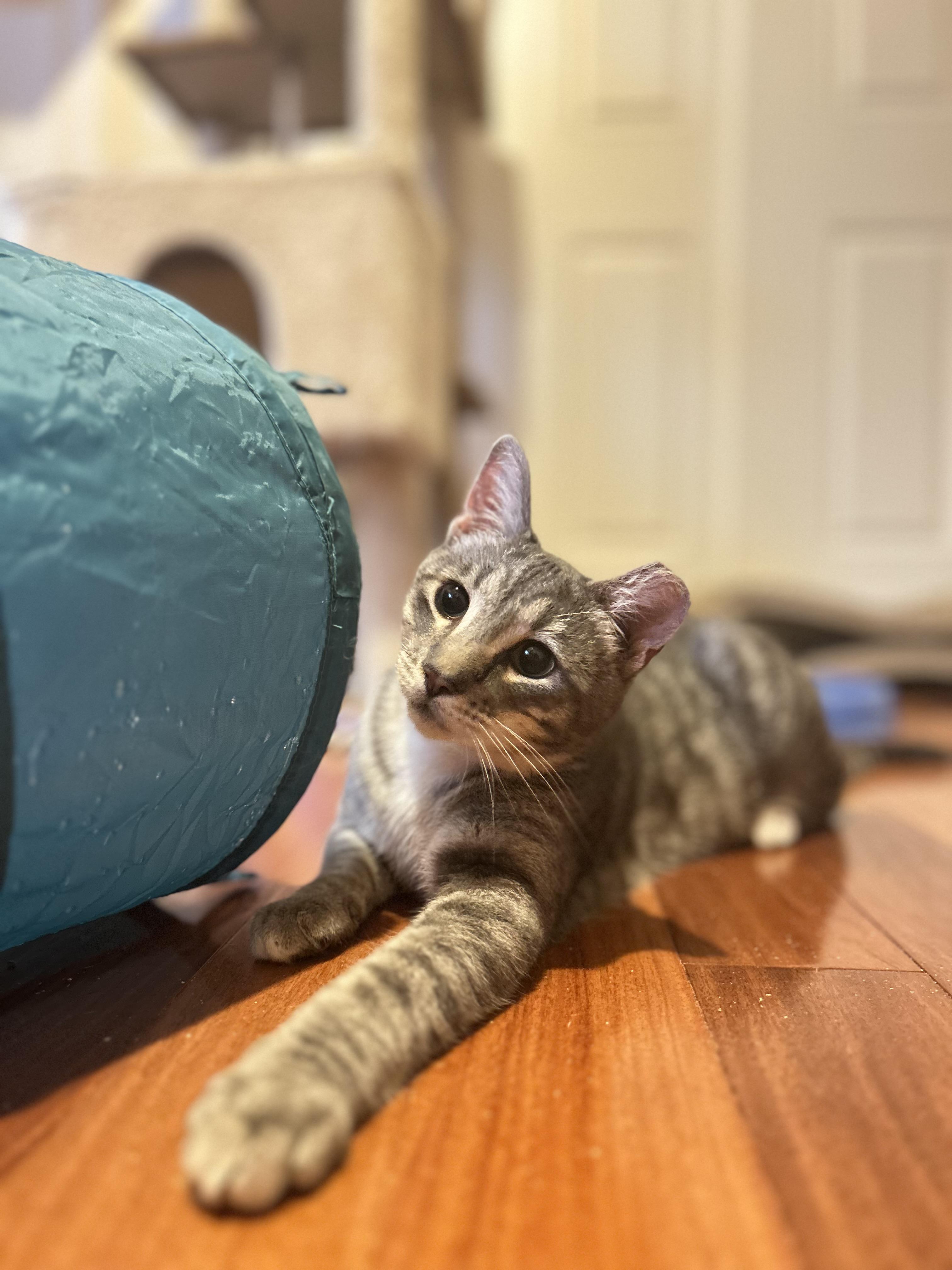 Enlarge Luigi (playful / loving / fun), a ADOPTABLE mixed breed in San Jose, CA image 4/6