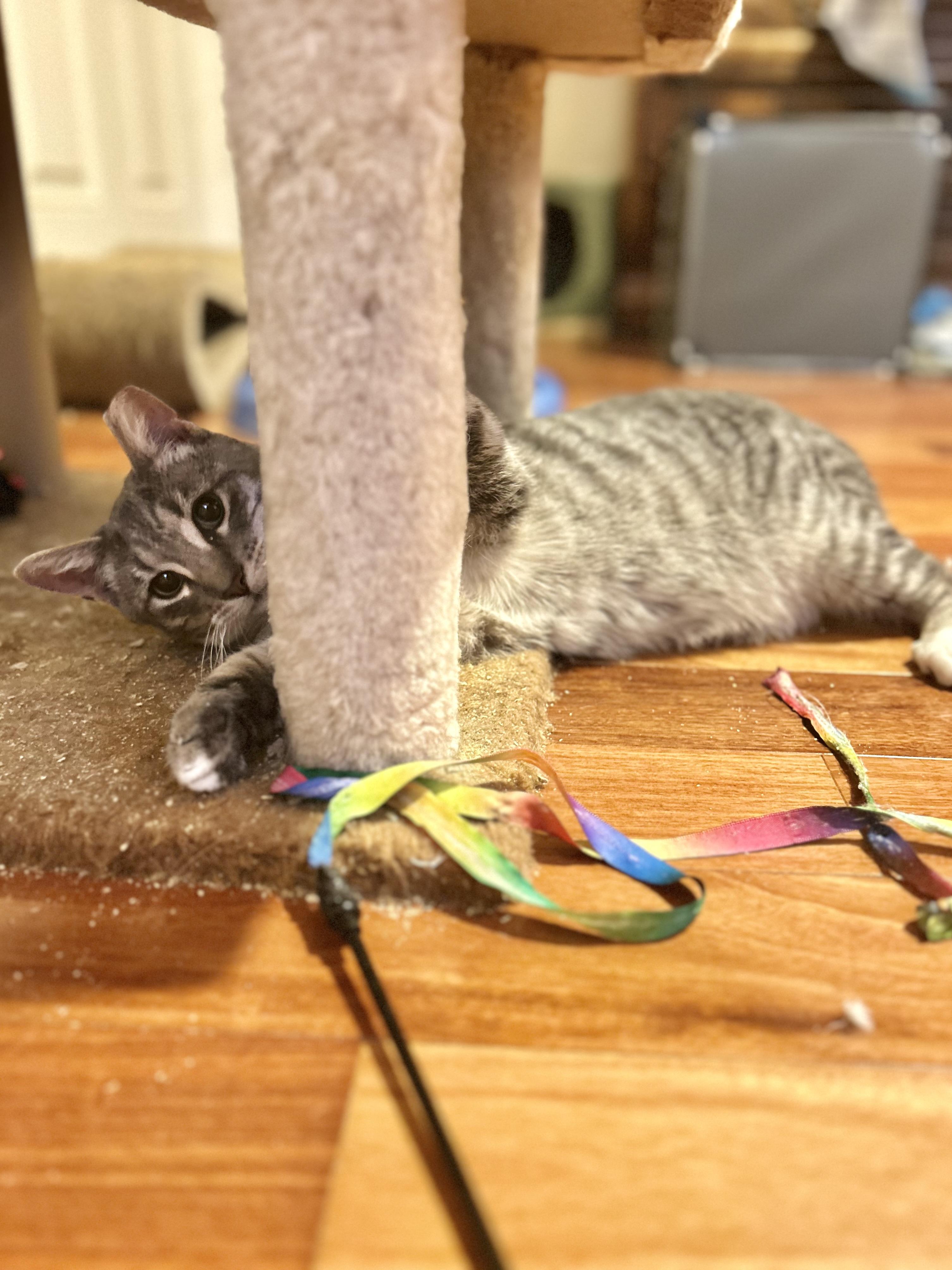 Enlarge Luigi (playful / loving / fun), a ADOPTABLE mixed breed in San Jose, CA image 3/6