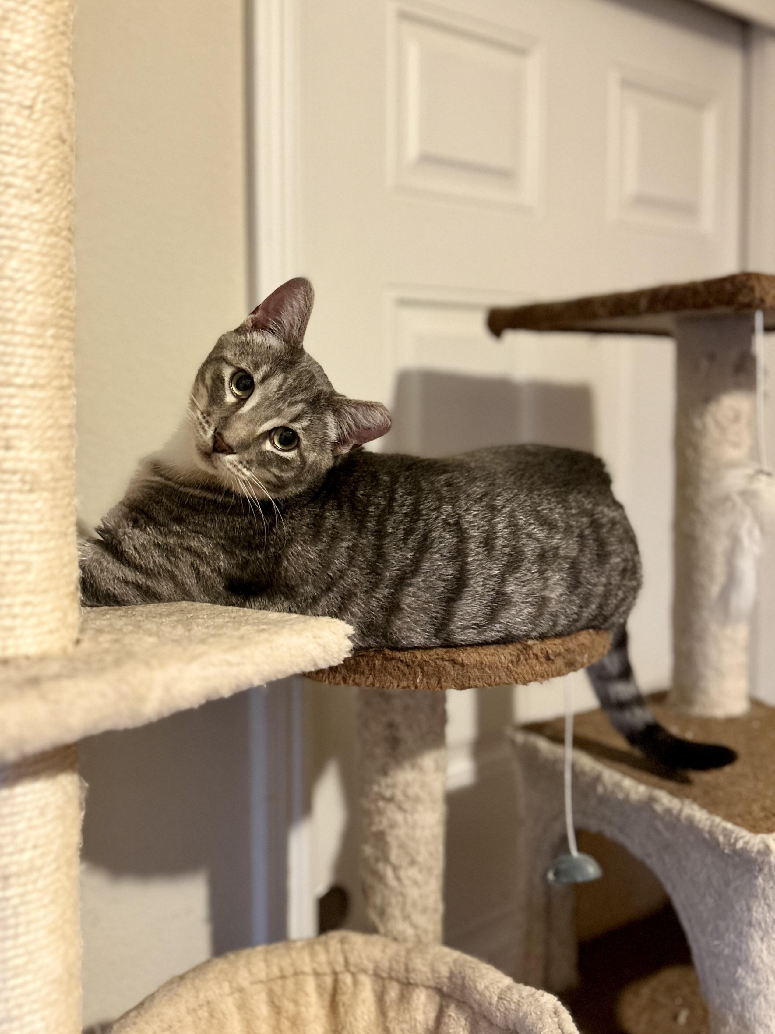 Enlarge Luigi (playful / loving / fun), a ADOPTABLE mixed breed in San Jose, CA image 2/6