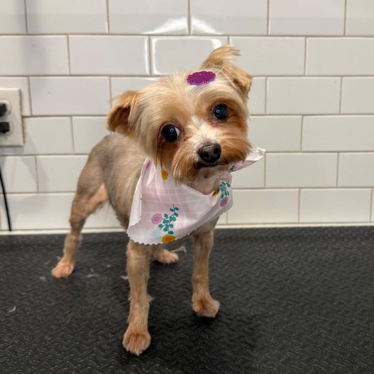Willow, adopted, Senior Female Yorkshire Terrier.