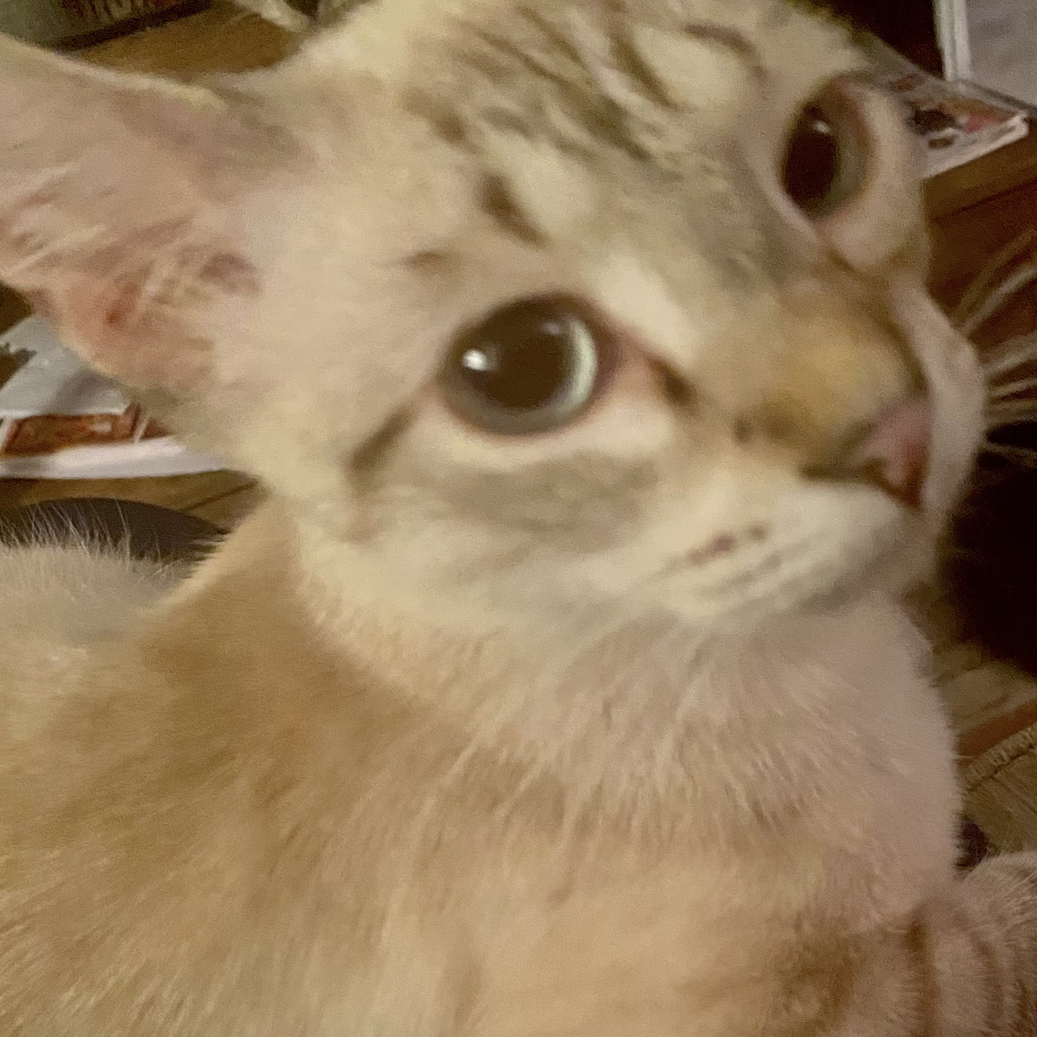 Ducky, Adoptable, Adult Female Siamese.