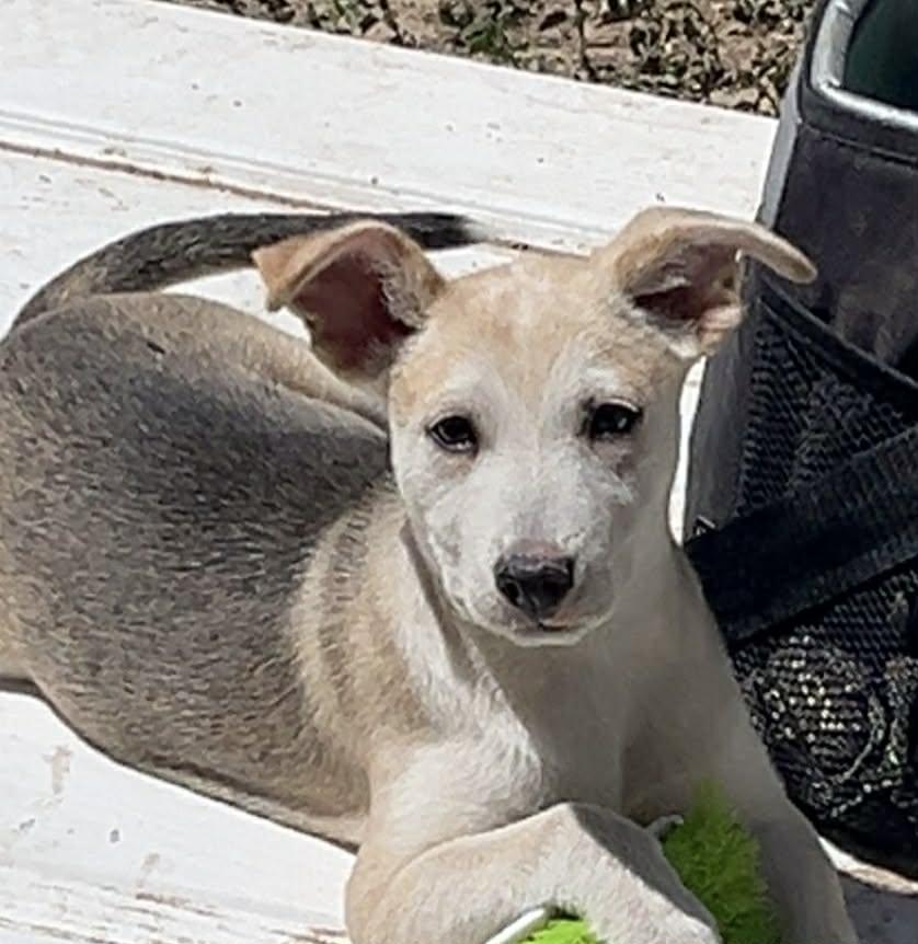Peanut, ADOPTABLE, Puppy Female Mixed Breed.
