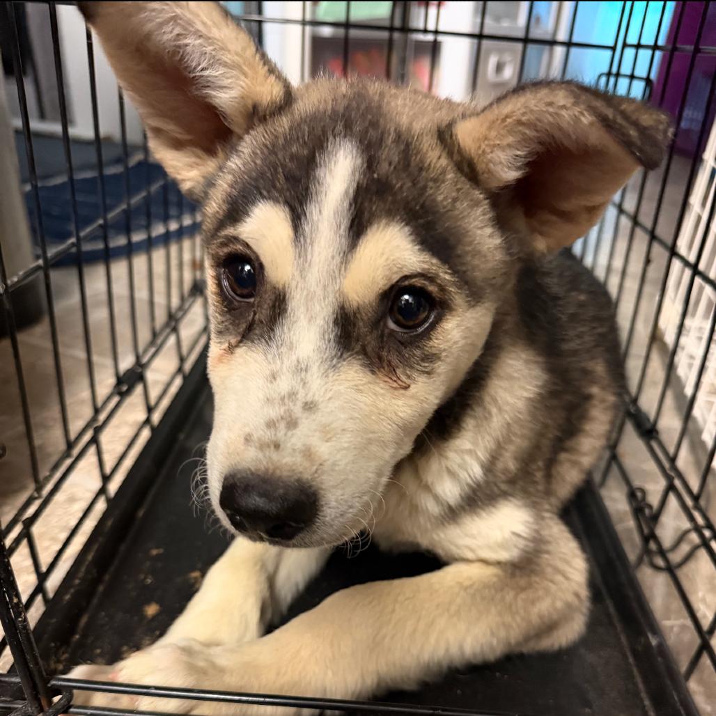Wasabi, Adoptable, Puppy Male Husky.