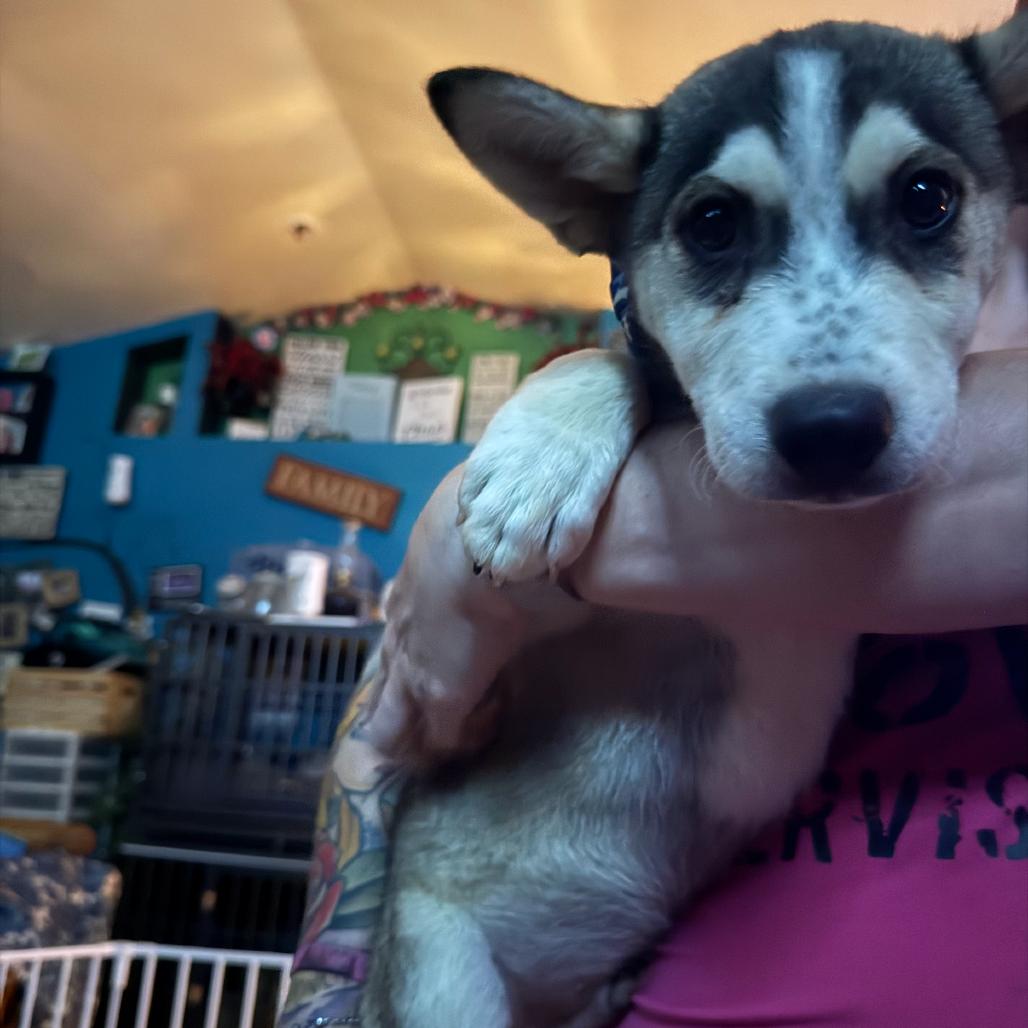 Enlarge Wasabi, a Adoptable Husky in Stagecoach, NV image 2/6