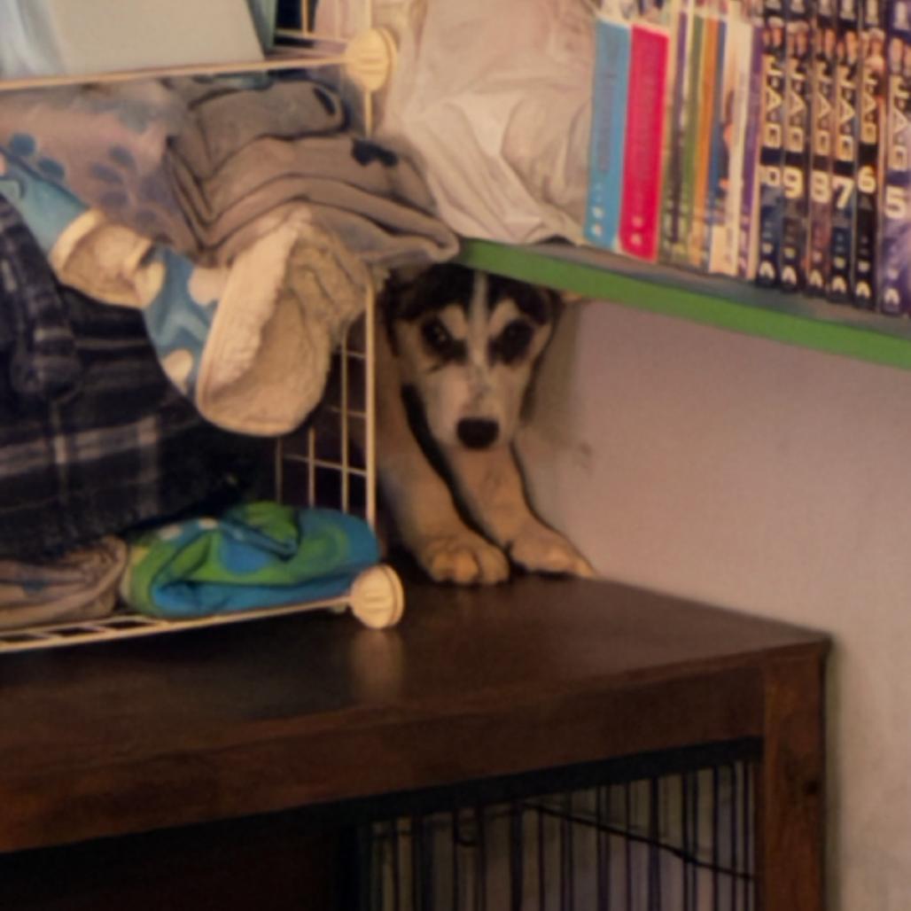 Enlarge Wasabi, a Adoptable Husky in Stagecoach, NV image 3/6