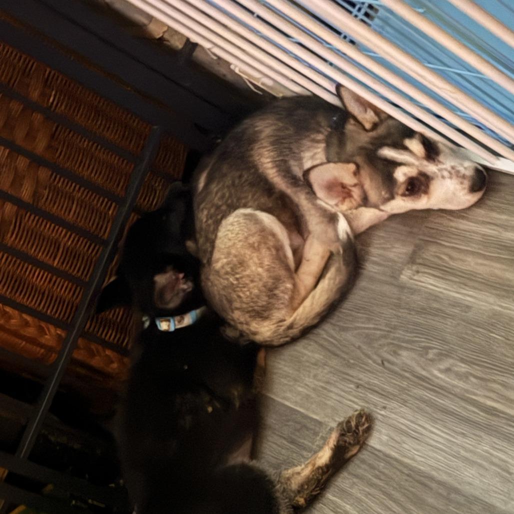 Enlarge Wasabi, a Adoptable Husky in Stagecoach, NV image 4/6