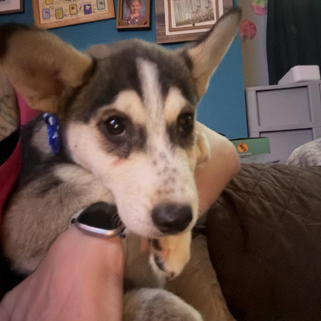 Enlarge Wasabi, a Adoptable Husky in Stagecoach, NV image 6/6