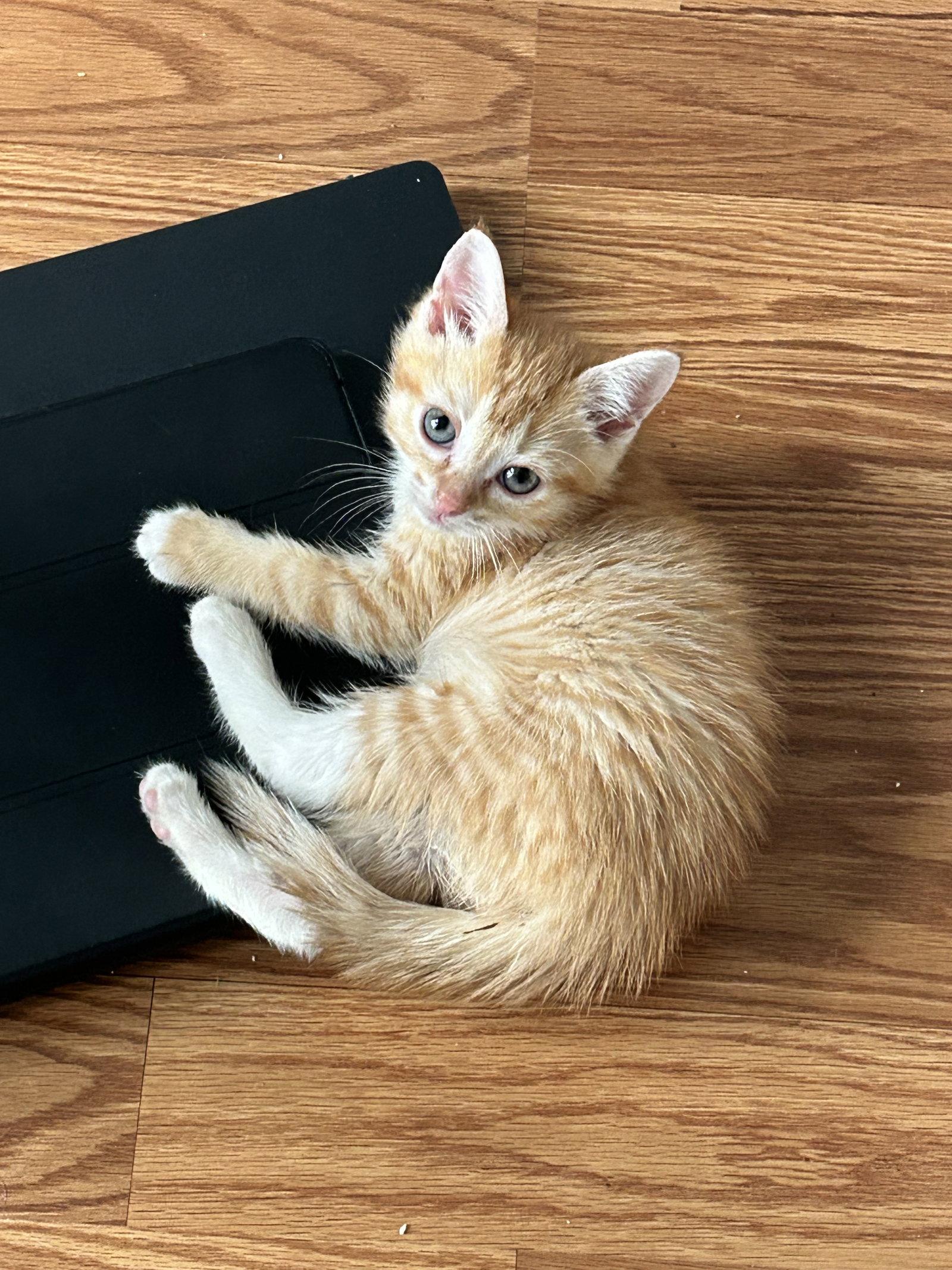 Cheez-it (must be adopted with Goldfish), a Adopted Domestic Short Hair in Walled Lake, MI image 2/3