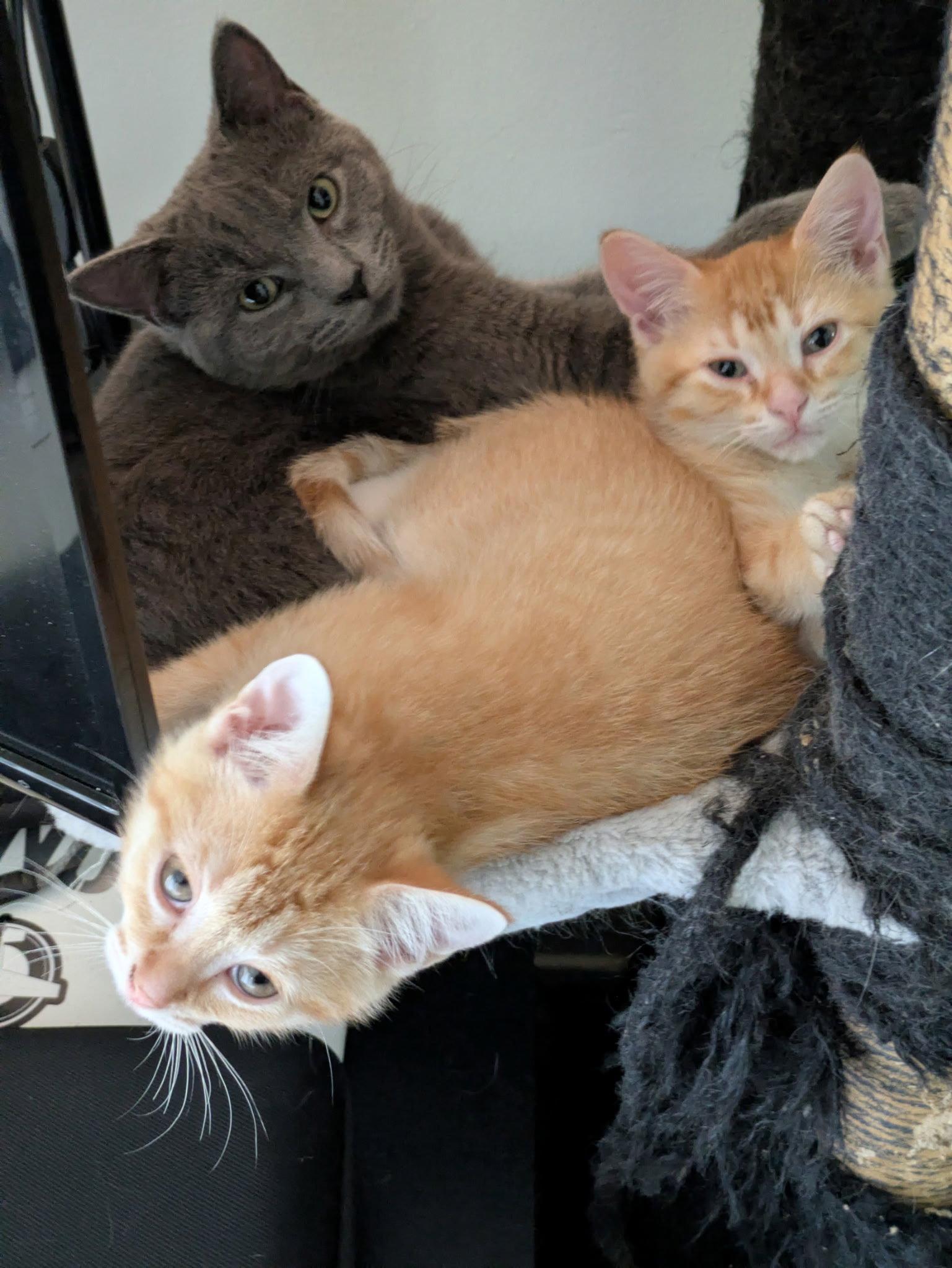 Cheez-it (must be adopted with Goldfish), a Adopted Domestic Short Hair in Walled Lake, MI image 3/3