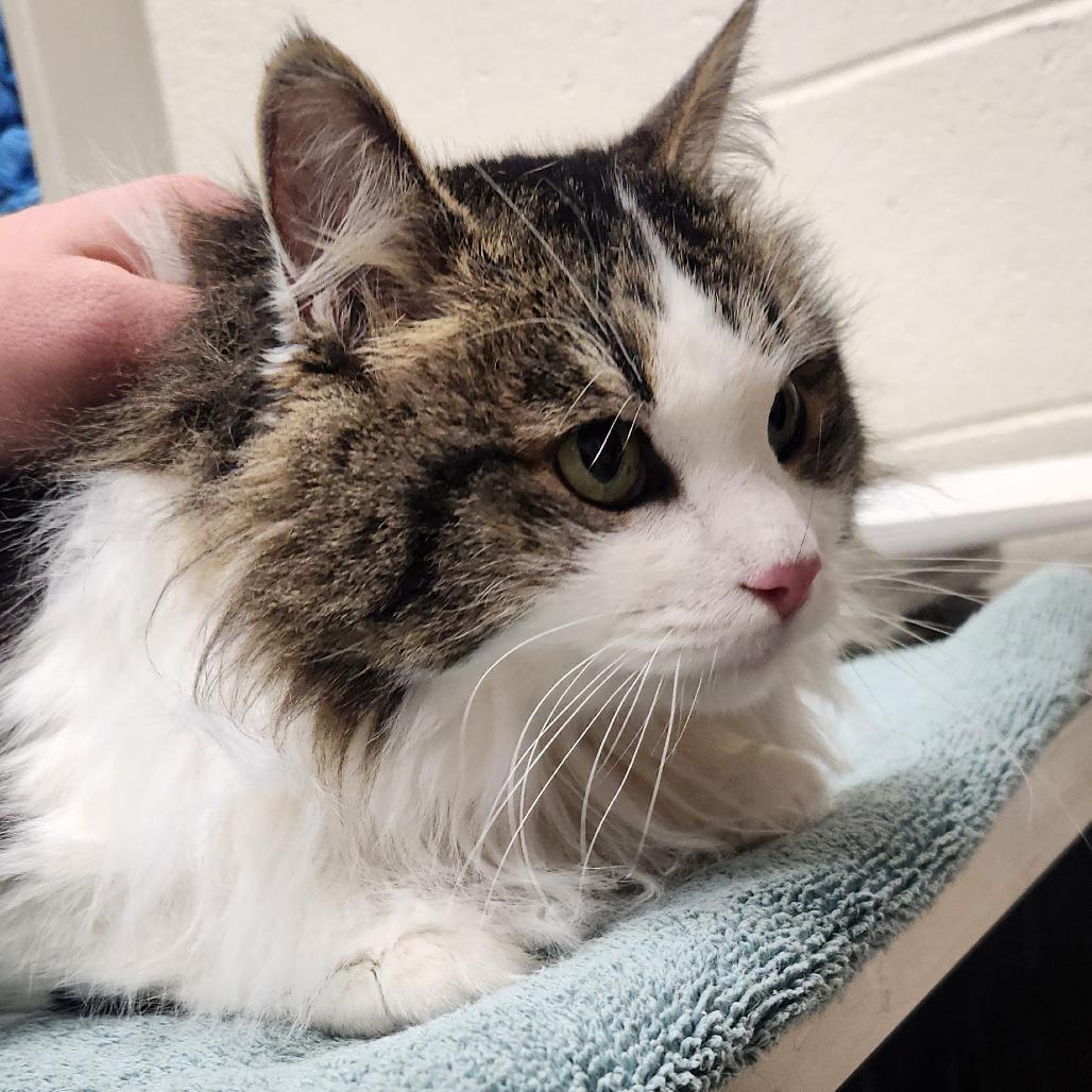 Princess, Adoptable, Senior Female Domestic Long Hair.