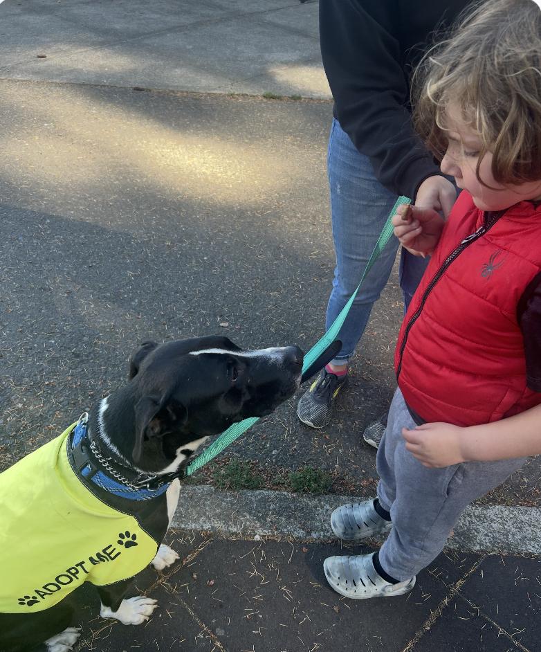 Enlarge Big Buddy, a Adoptable mixed breed in Portland, OR image 2/6