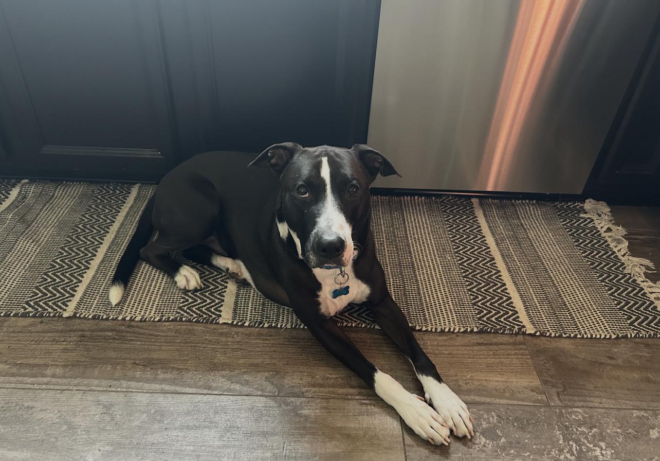 Big Buddy, Adoptable, Young Male Staffordshire Bull Terrier & Pit Bull Terrier.