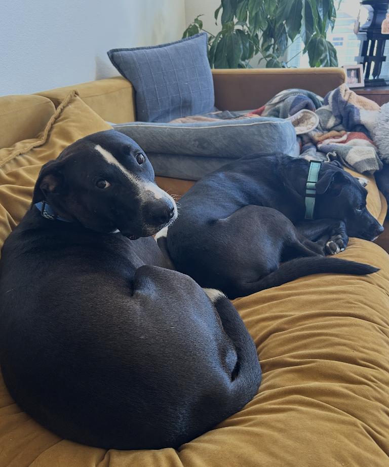Enlarge Big Buddy, a Adoptable mixed breed in Portland, OR image 3/6