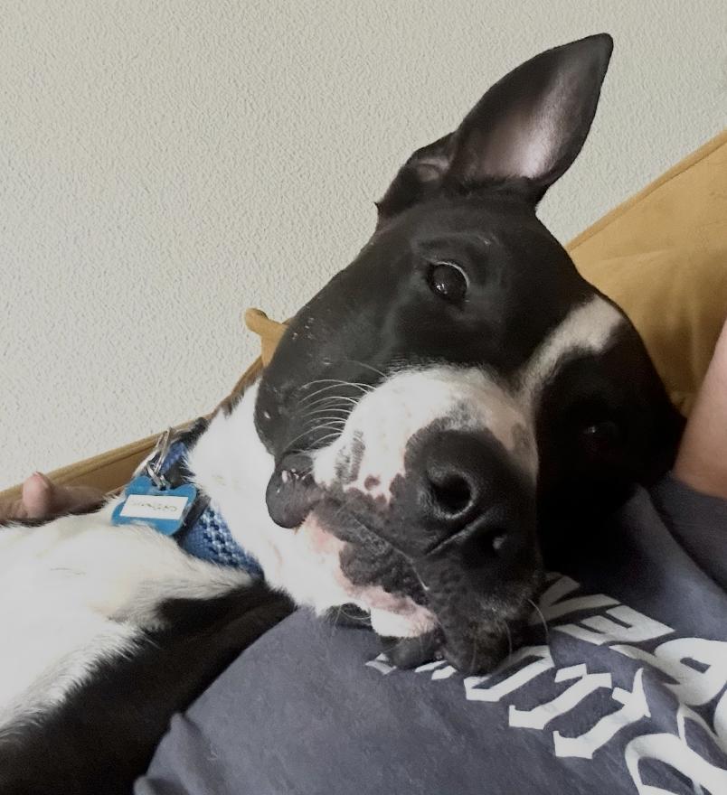Enlarge Big Buddy, a Adoptable mixed breed in Portland, OR image 6/6
