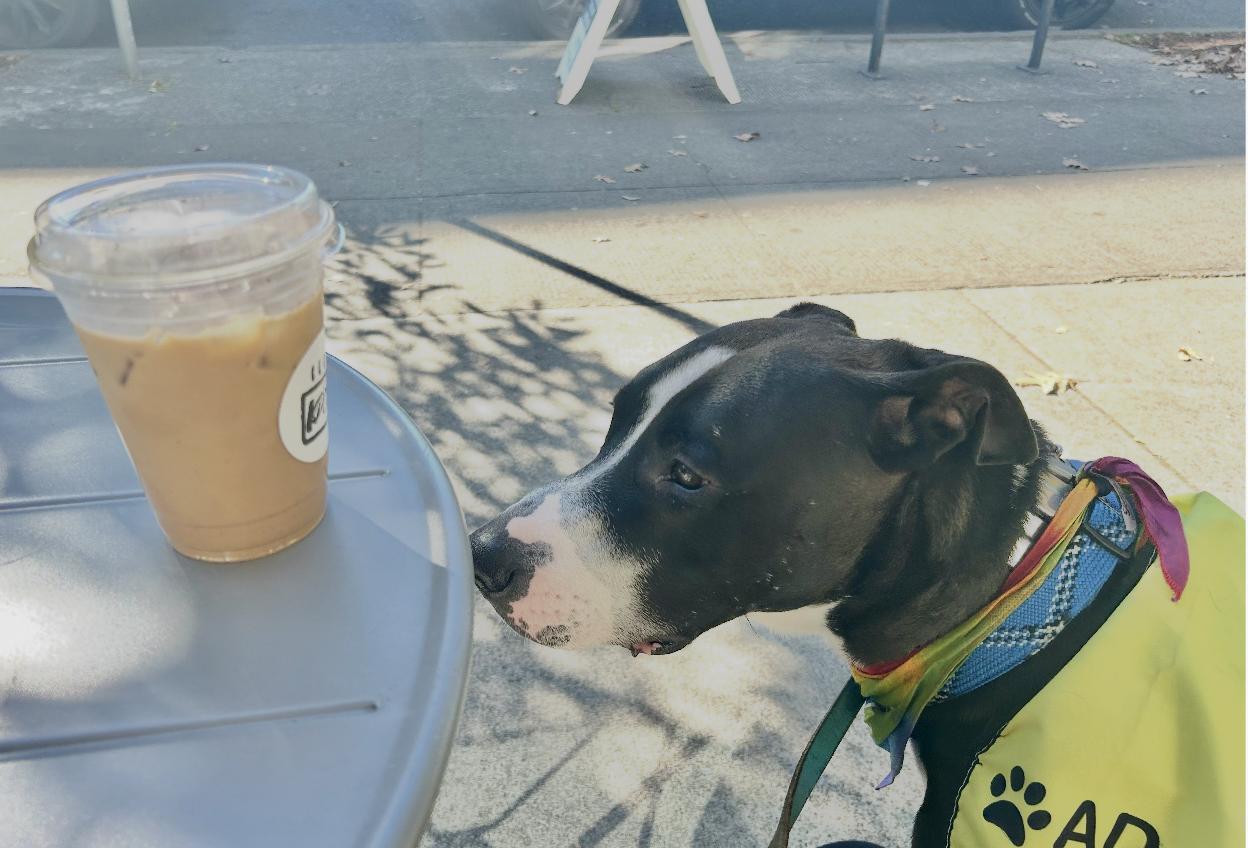 Enlarge Big Buddy, a Adoptable mixed breed in Portland, OR image 5/6