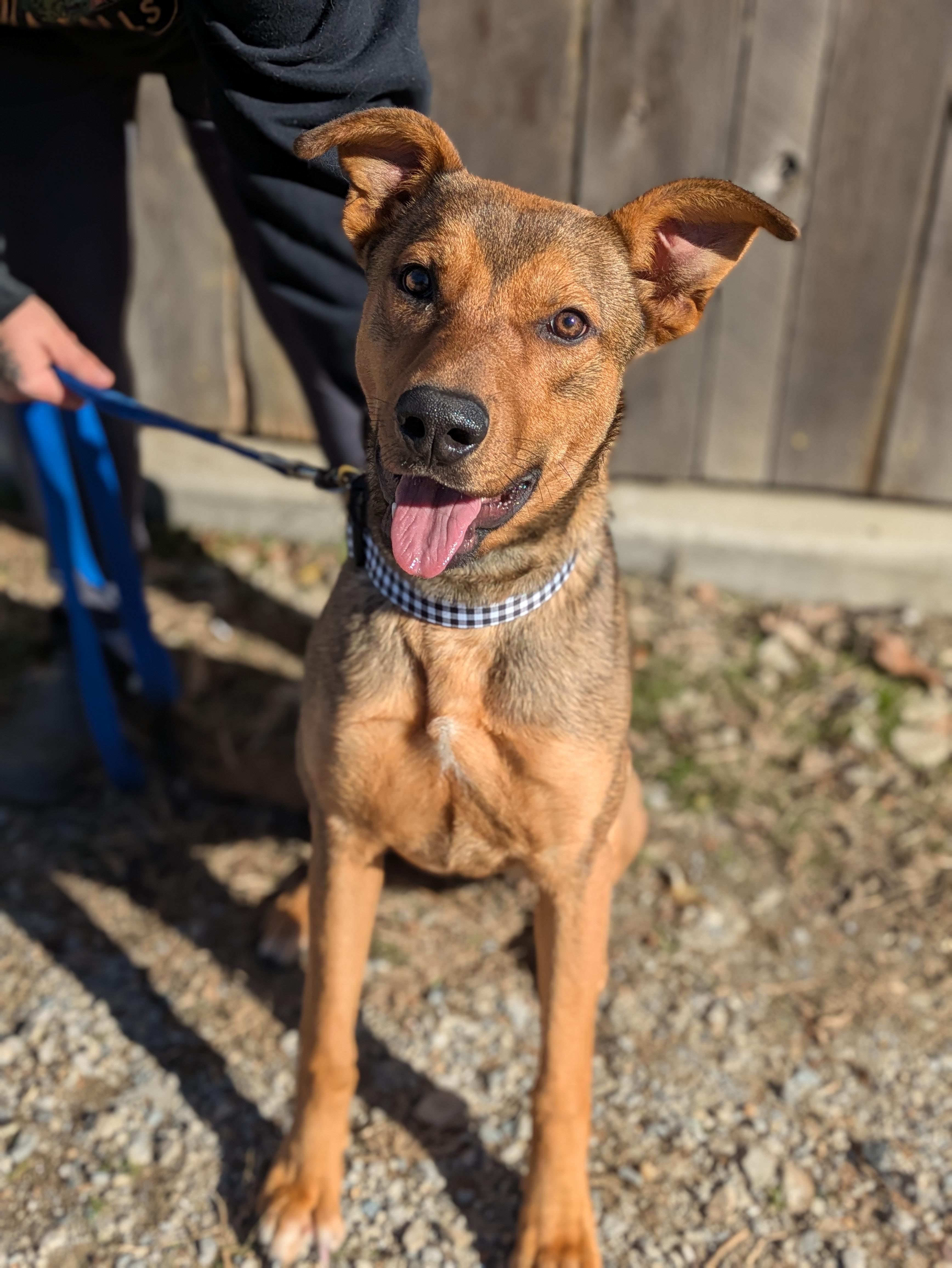 Journi, adoptable, Young Female Mixed Breed.