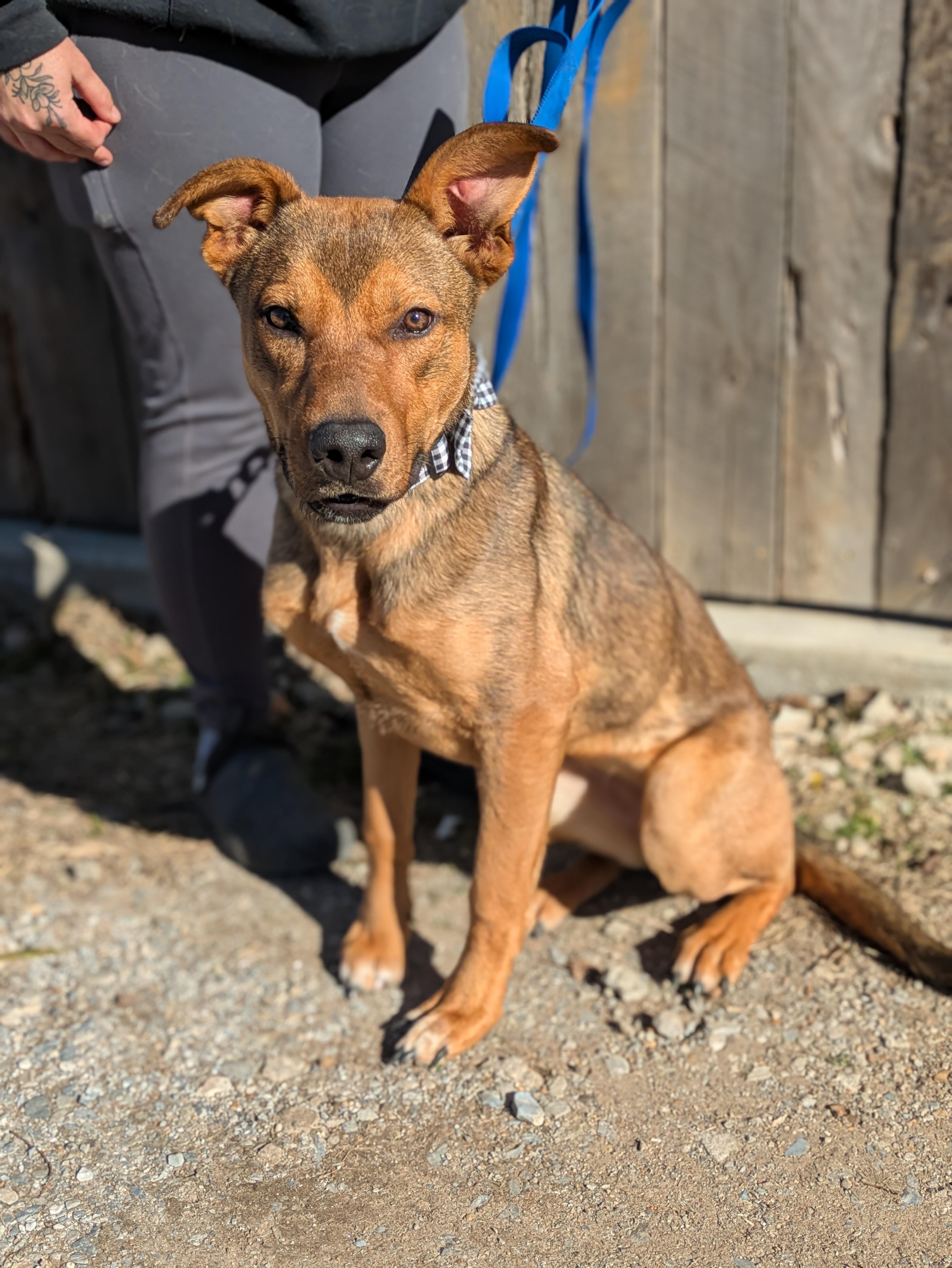 Enlarge Journi, an adoptable Mixed Breed in Huntsville, AL image 4/4