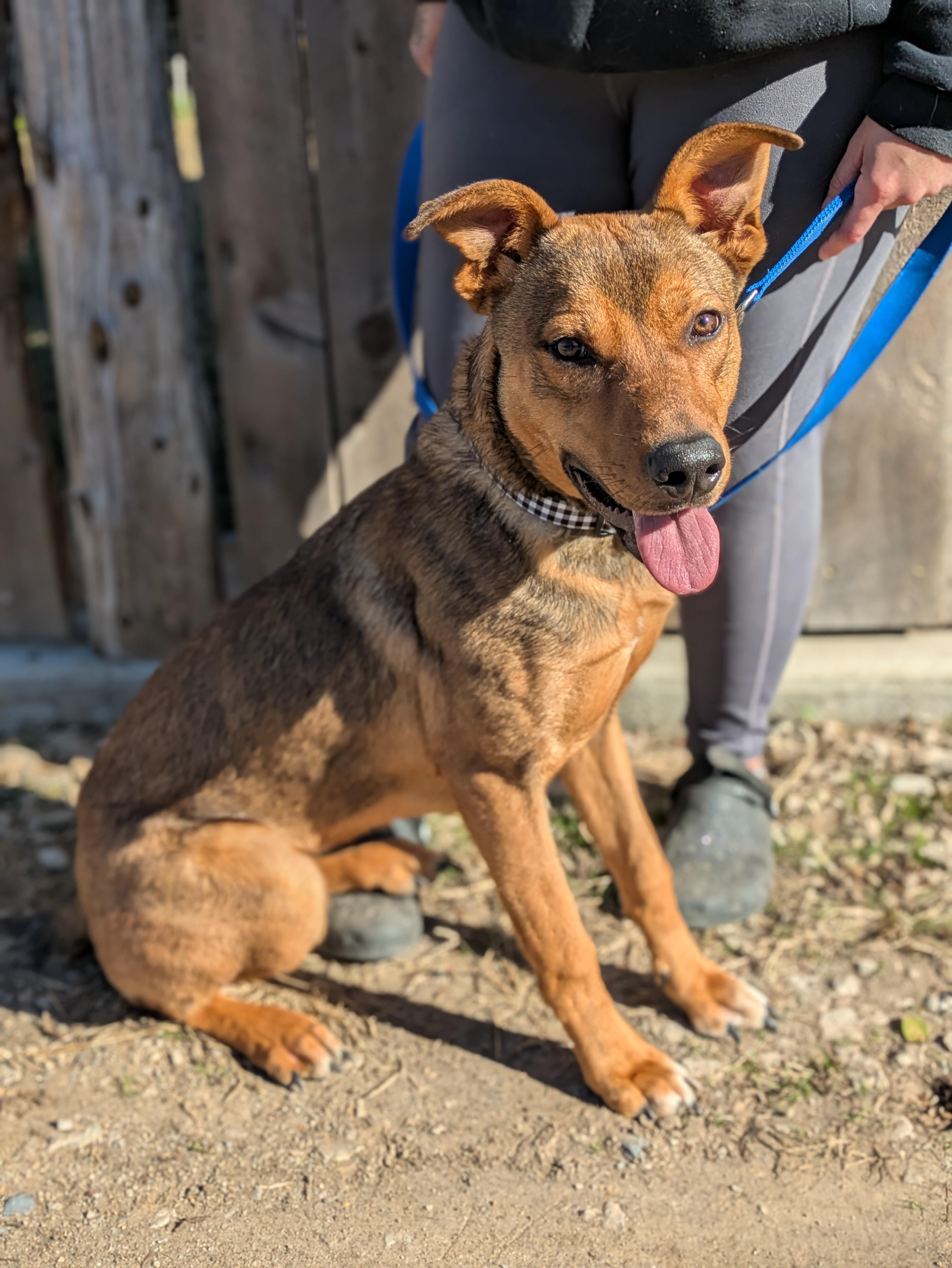 Enlarge Journi, an adoptable Mixed Breed in Huntsville, AL image 3/4