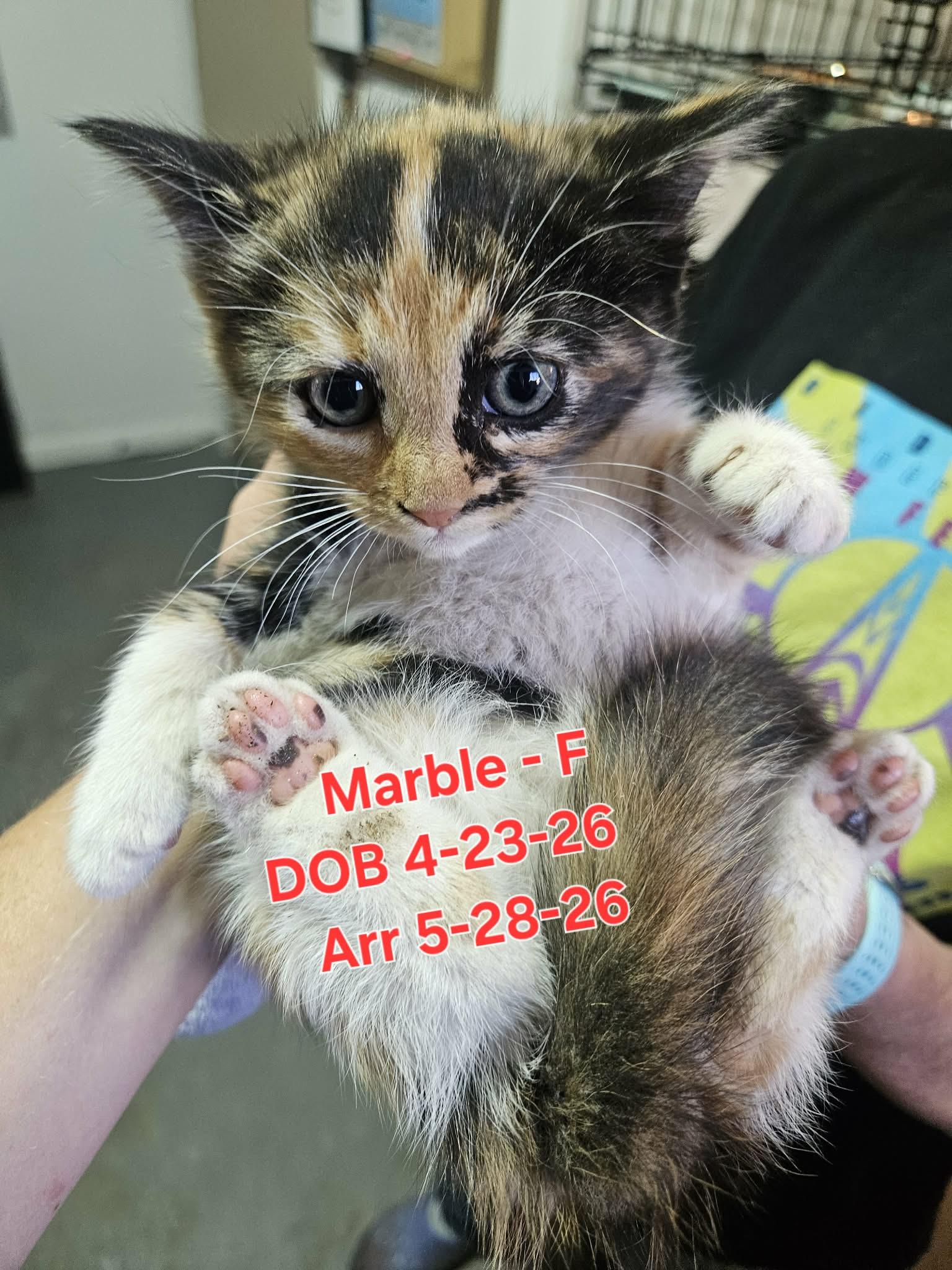 Enlarge Marble, a Adoptable Domestic Short Hair in Nucla, CO image 1/1