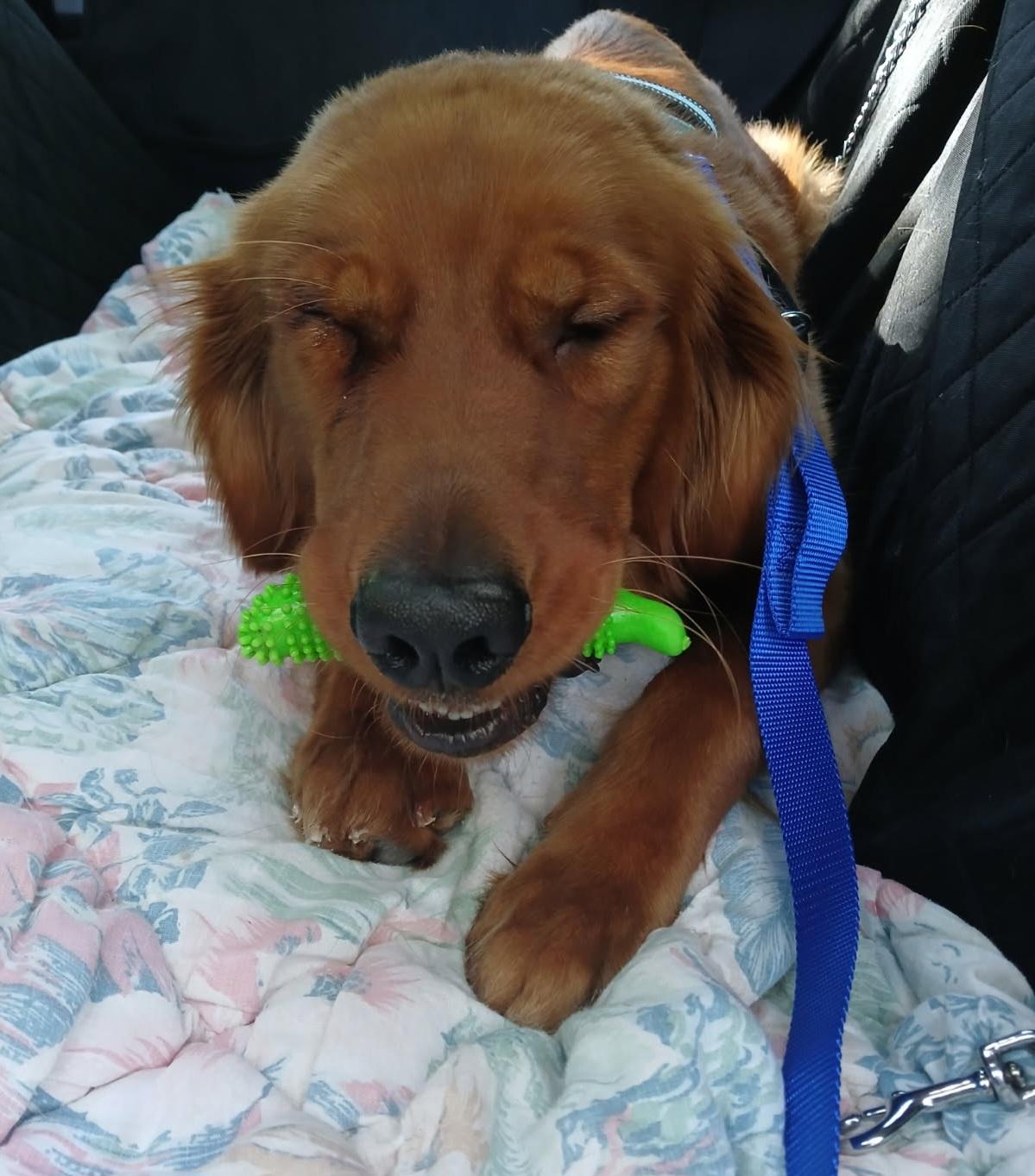 Enlarge Dexter, a Adopted Golden Retriever in Waterville, OH image 2/2