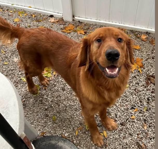 Dexter, Adopted, Young Male Golden Retriever.