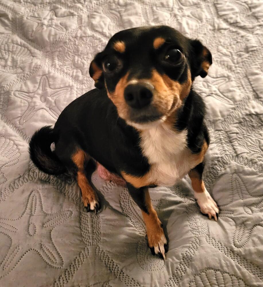 Enlarge MYLA, a Adoptable mixed breed in Broomfield, CO image 1/3