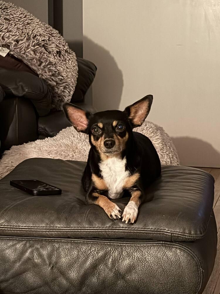 Enlarge MYLA, a Adoptable mixed breed in Broomfield, CO image 2/3