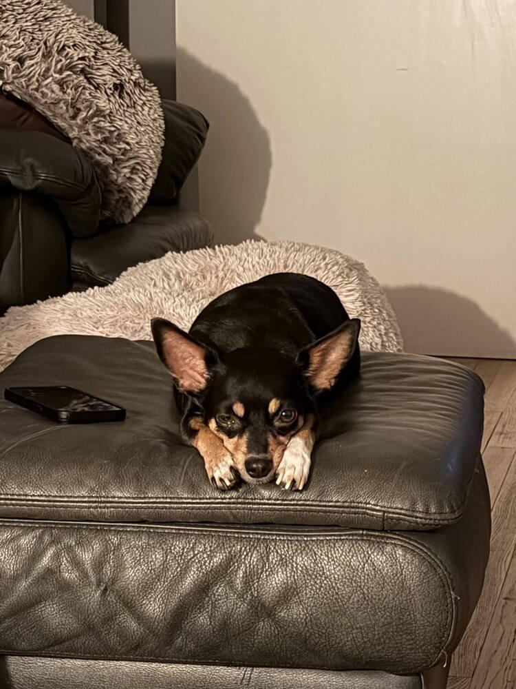 Enlarge MYLA, a Adoptable mixed breed in Broomfield, CO image 3/3