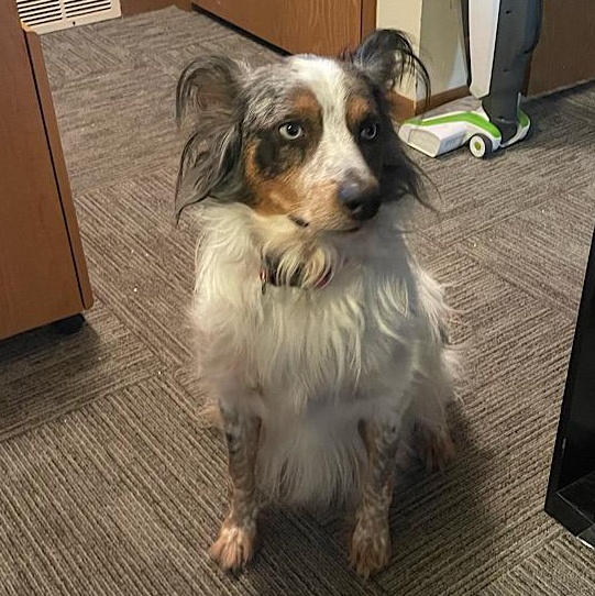 Bentley, Adopted, Adult Male Australian Shepherd.