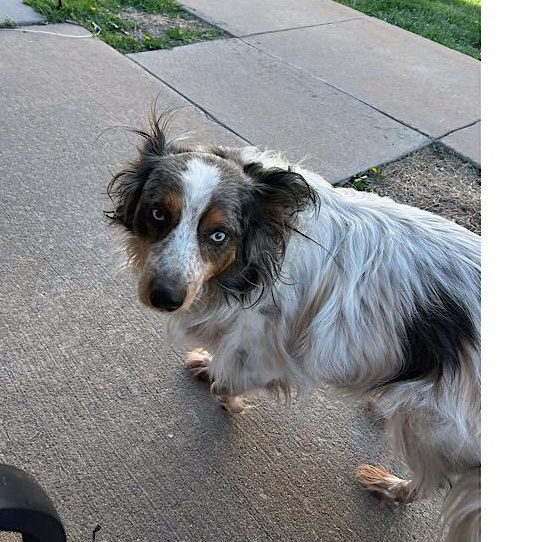 Enlarge Bentley, a Adopted mixed breed in Emporia, KS image 2/2