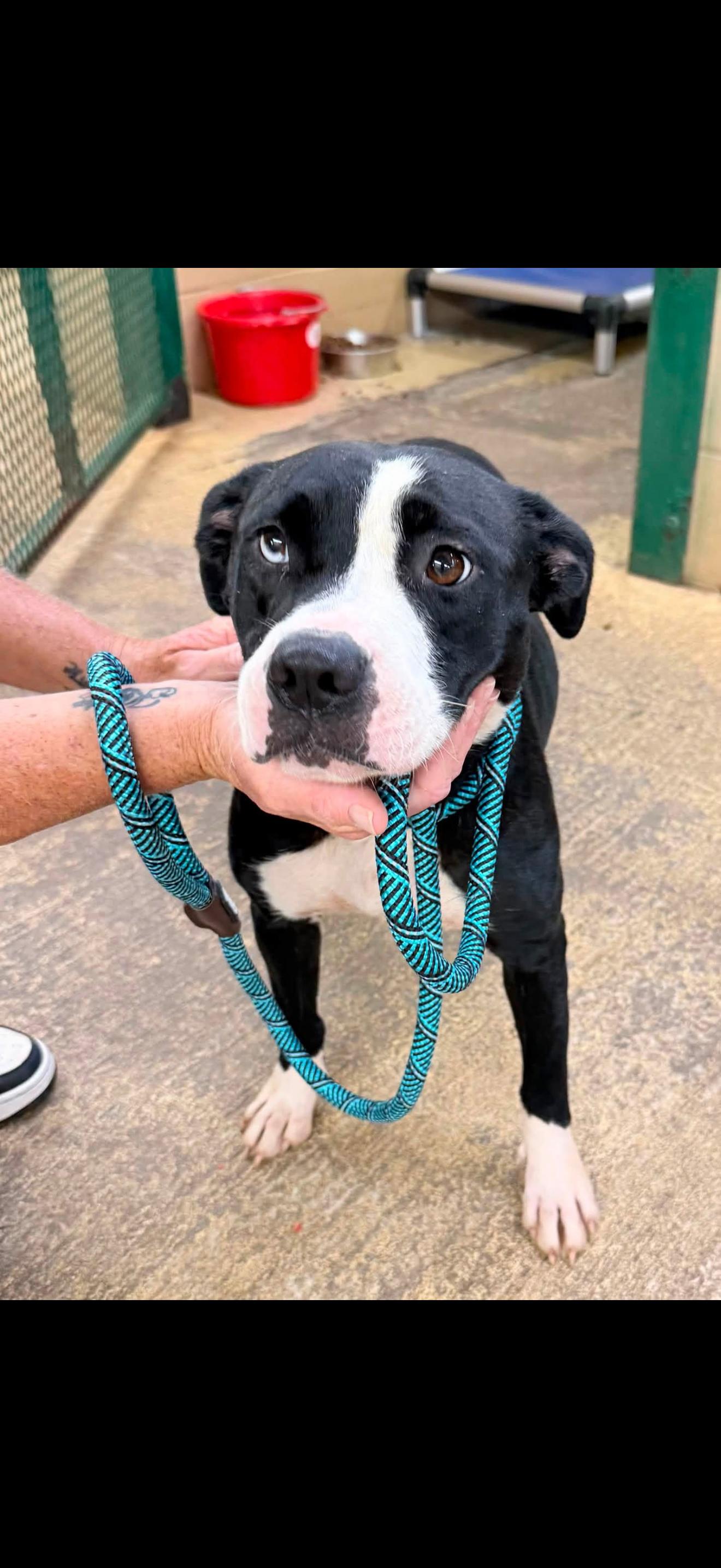 PEARL, ADOPTABLE, Young Female Mixed Breed.