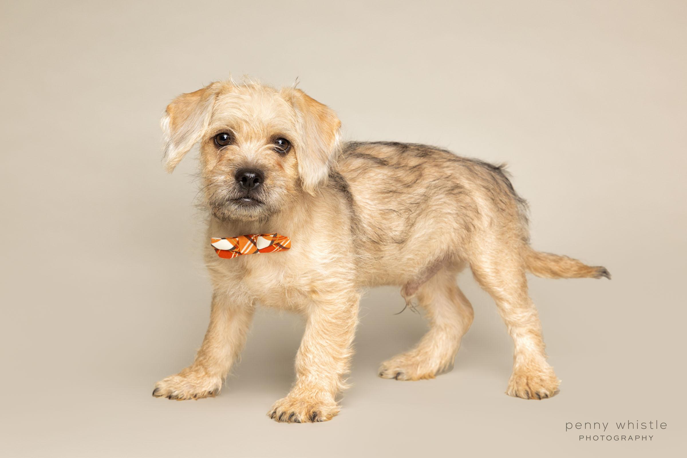 Boone, a Adoptable mixed breed in Coppell, TX image 2/3